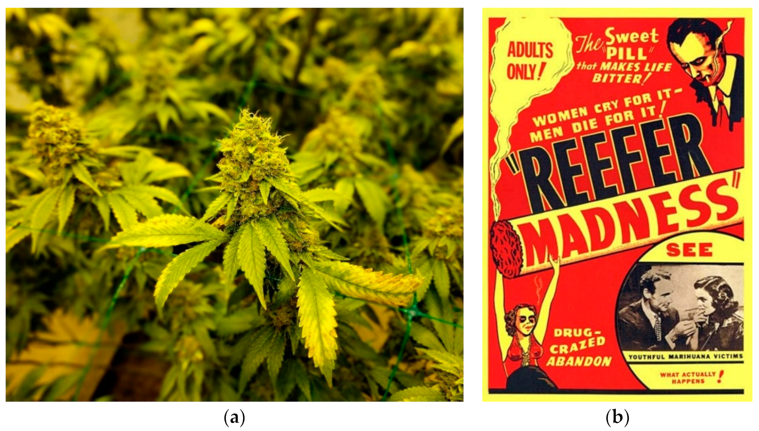 Changing perceptions of marijuana and synthetic marijuana