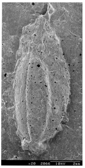 Quaternary Free Full Text Early Grain Cultivation And Starting Processes In The Japanese Archipelago Html