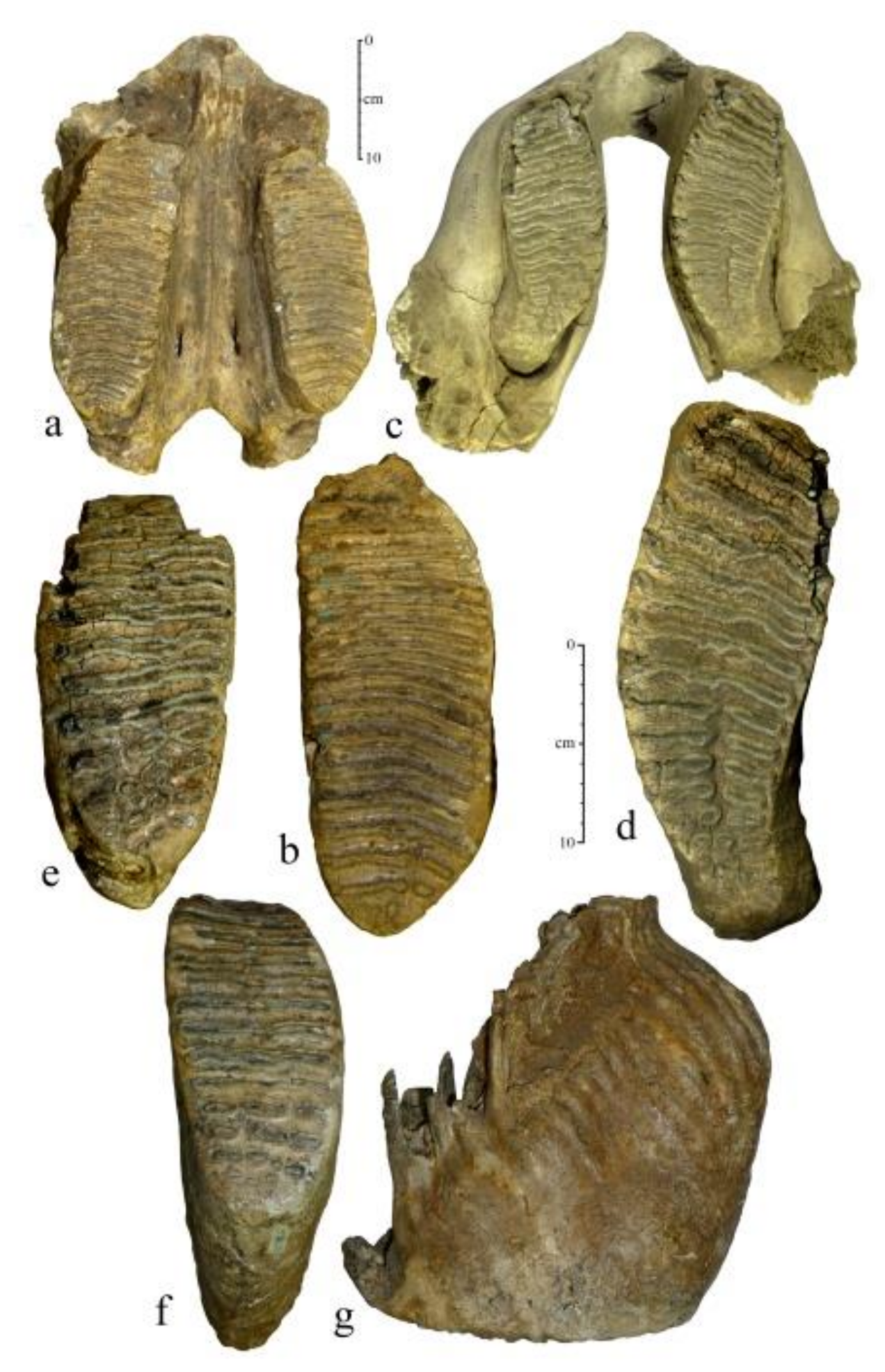 Quaternary 04 00005 g002 Quaternary 04 00005 g002
