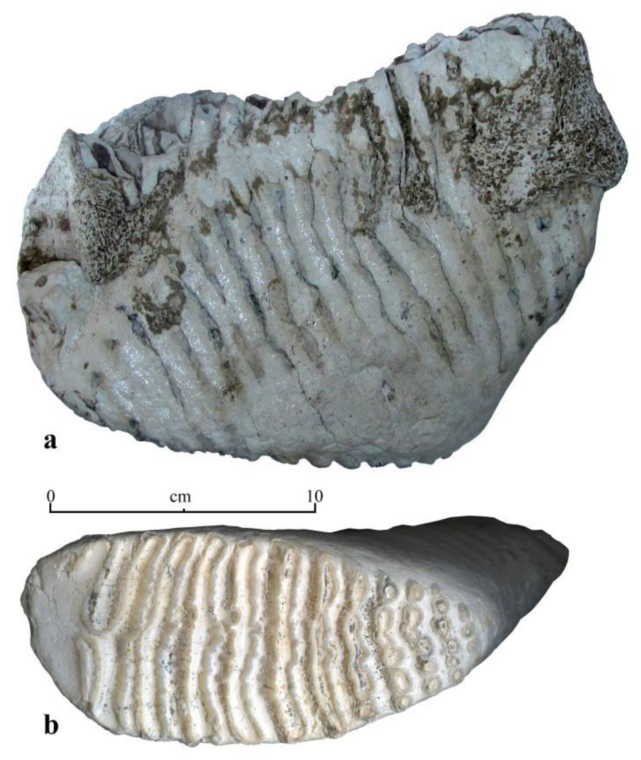 Quaternary 04 00005 g005 Quaternary 04 00005 g005