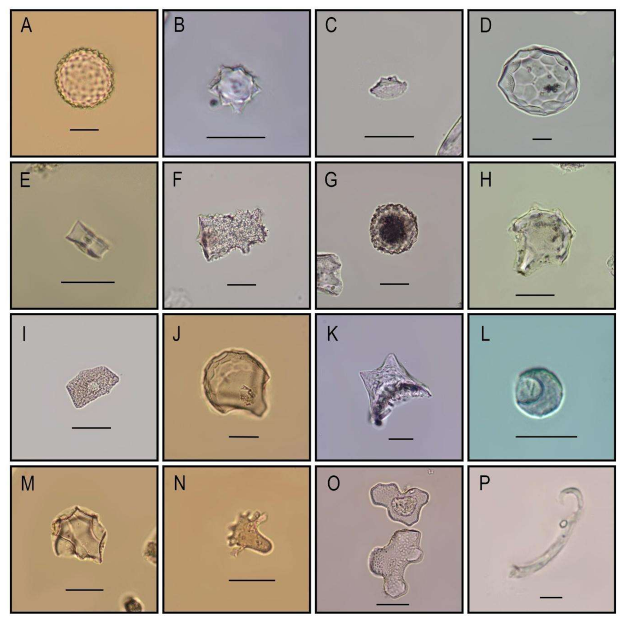 Quaternary 04 00008 g006 Quaternary 04 00008 g006