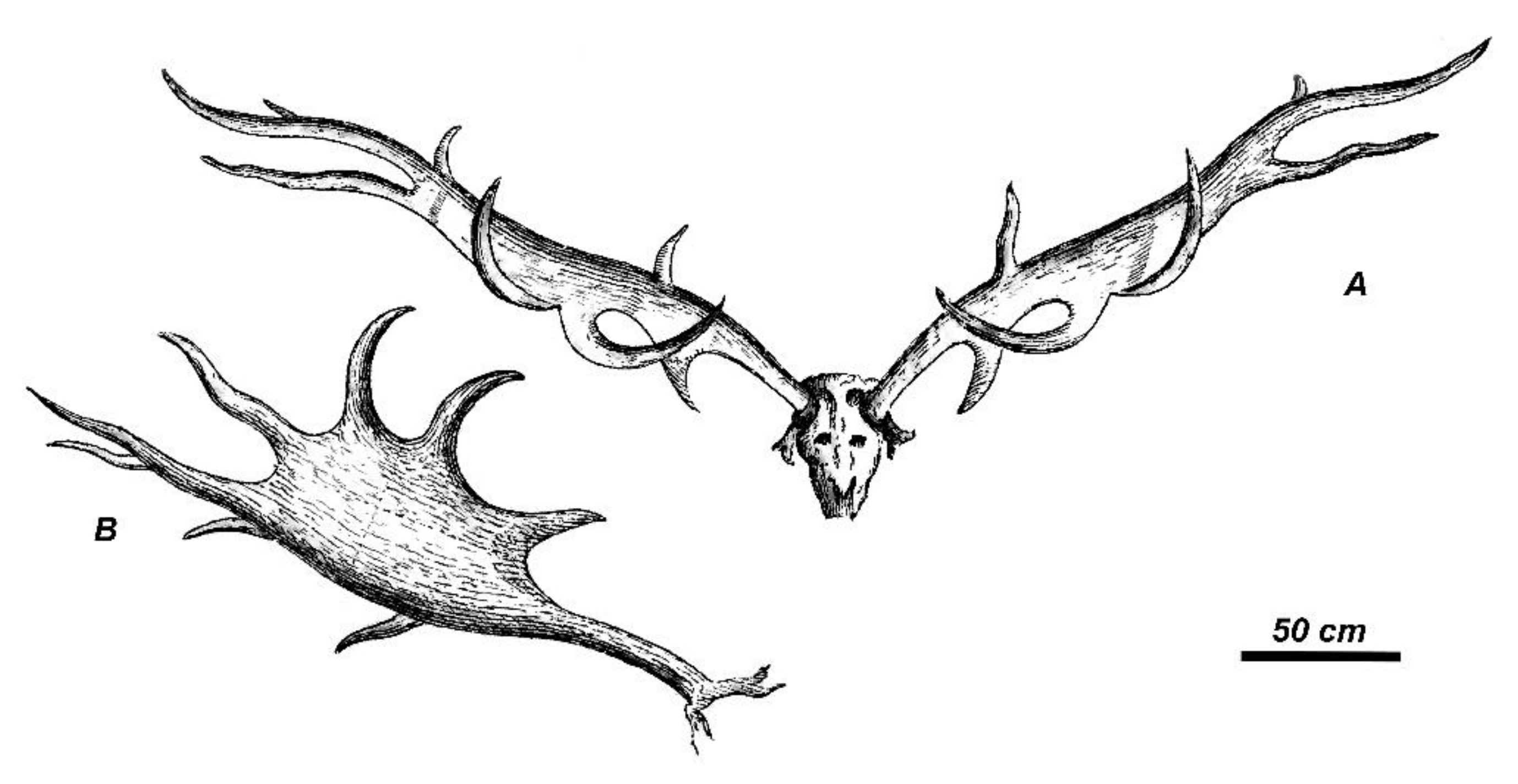 Quaternary Free Full-Text Taxonomy, Systematics and Evolution of Giant Deer Megaloceros Giganteus (Blumenbach, 1799) (Cervidae, Mammalia) from the Pleistocene of Eurasia picture