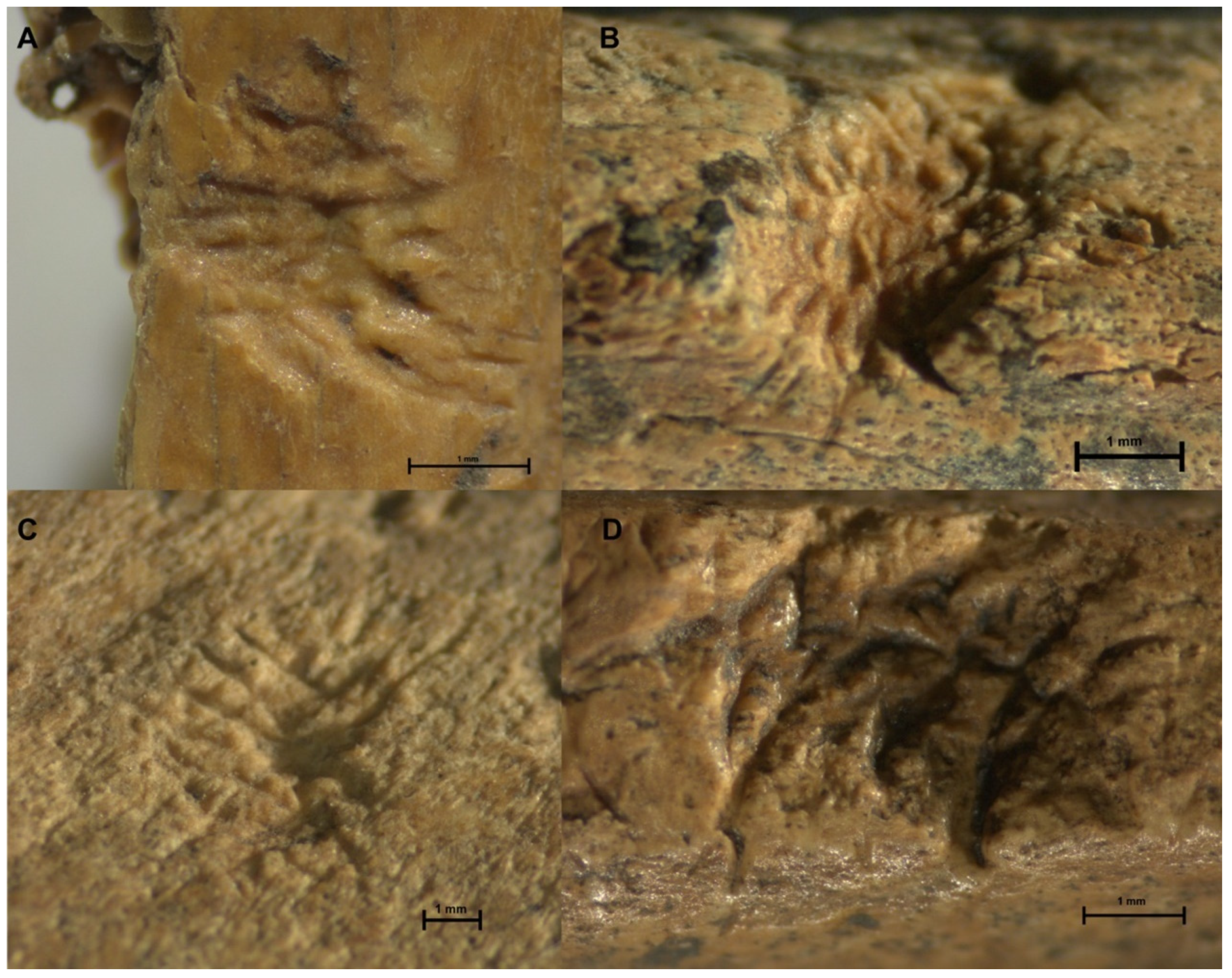 Quaternary 04 00045 g003