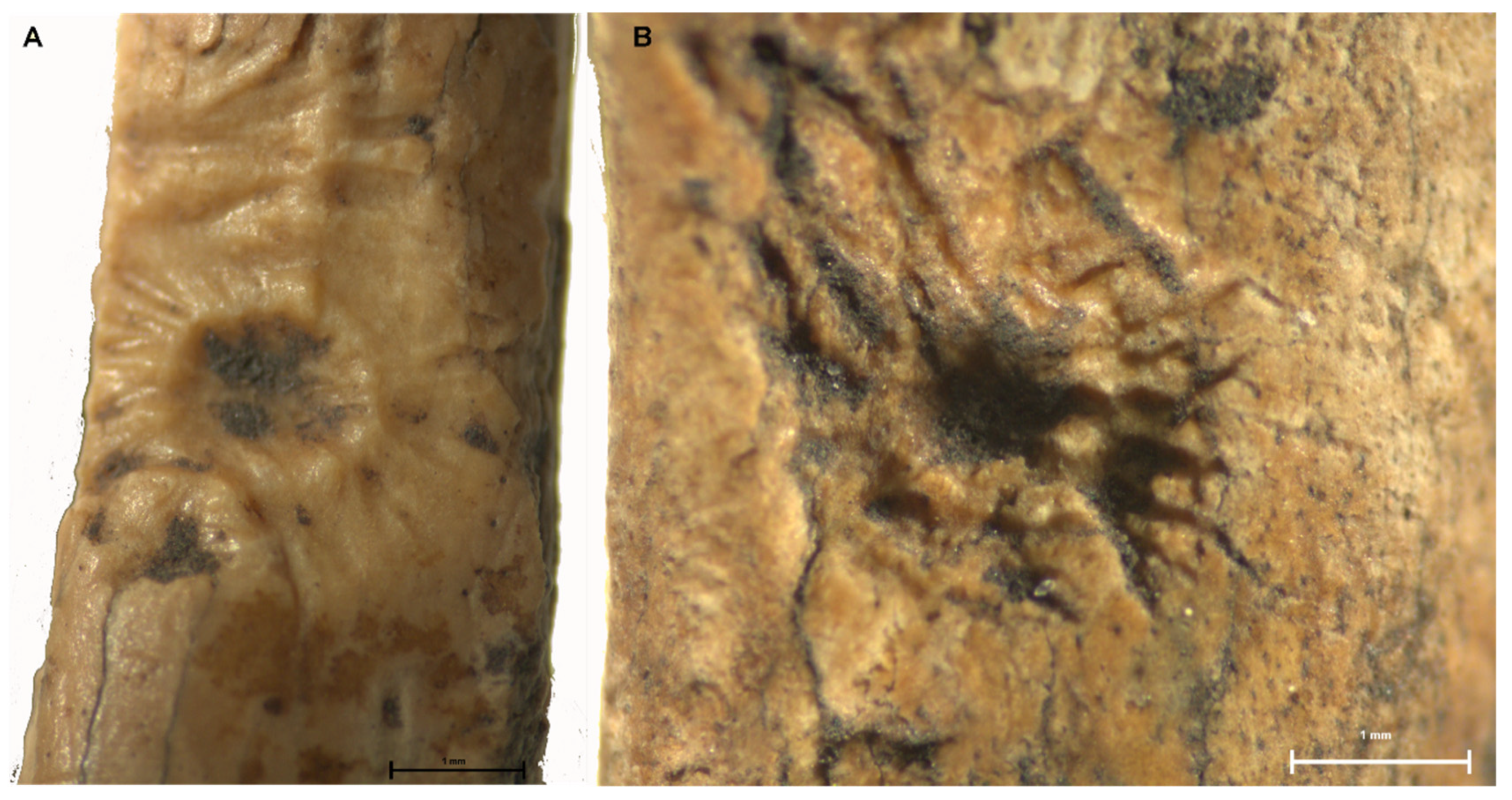 Quaternary 04 00045 g004