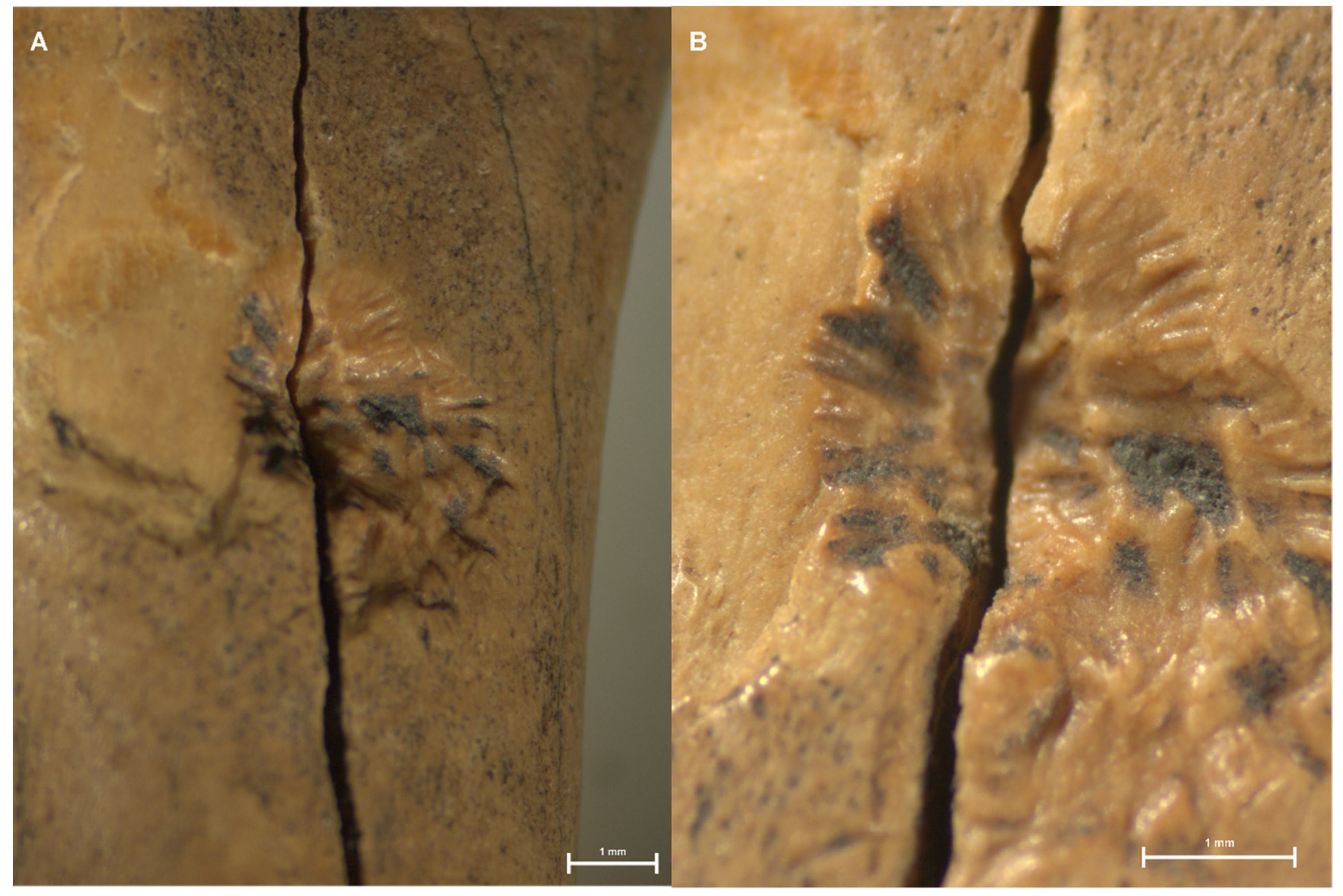 Quaternary 04 00045 g006
