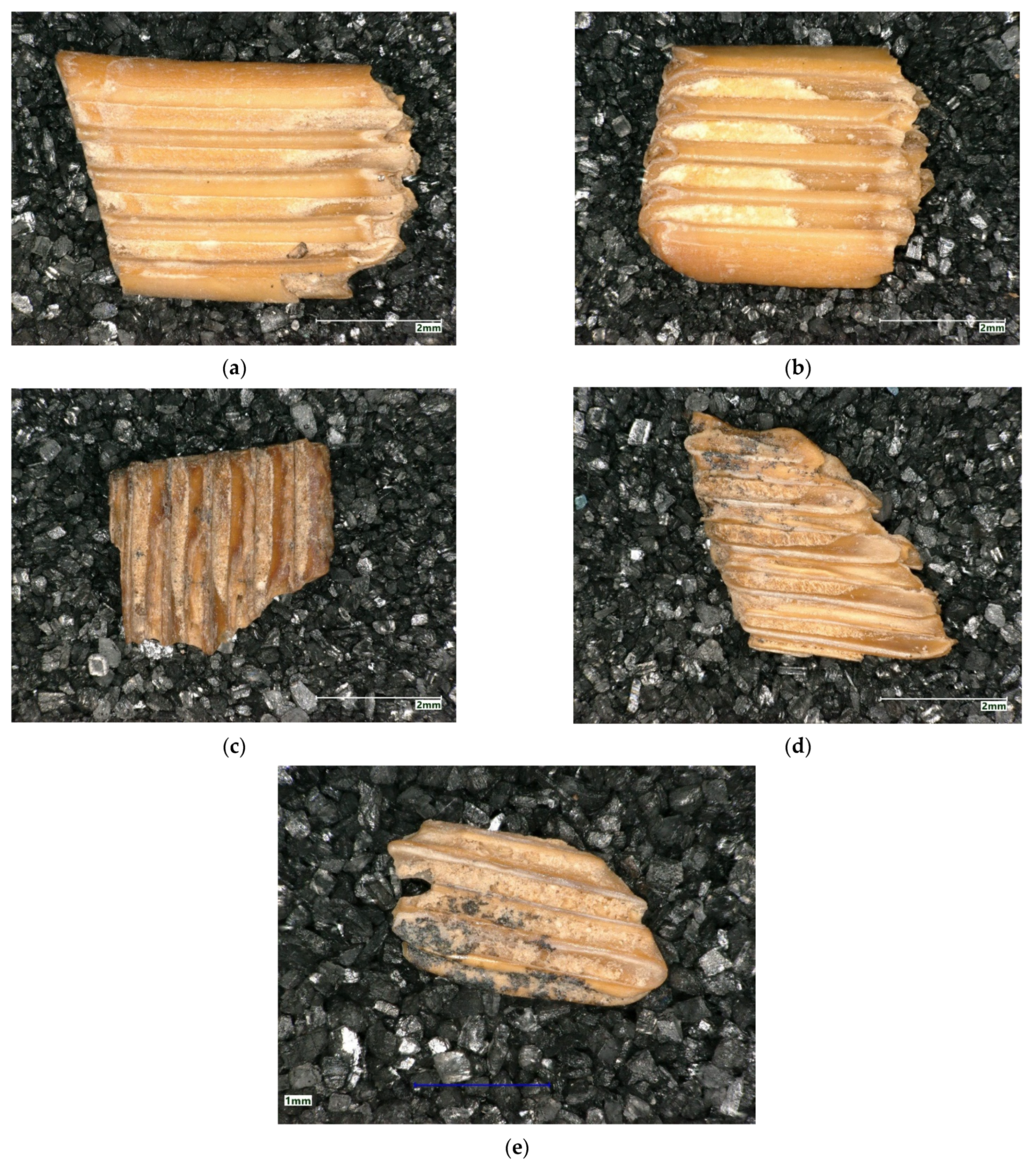 Quaternary 05 00004 g005 550