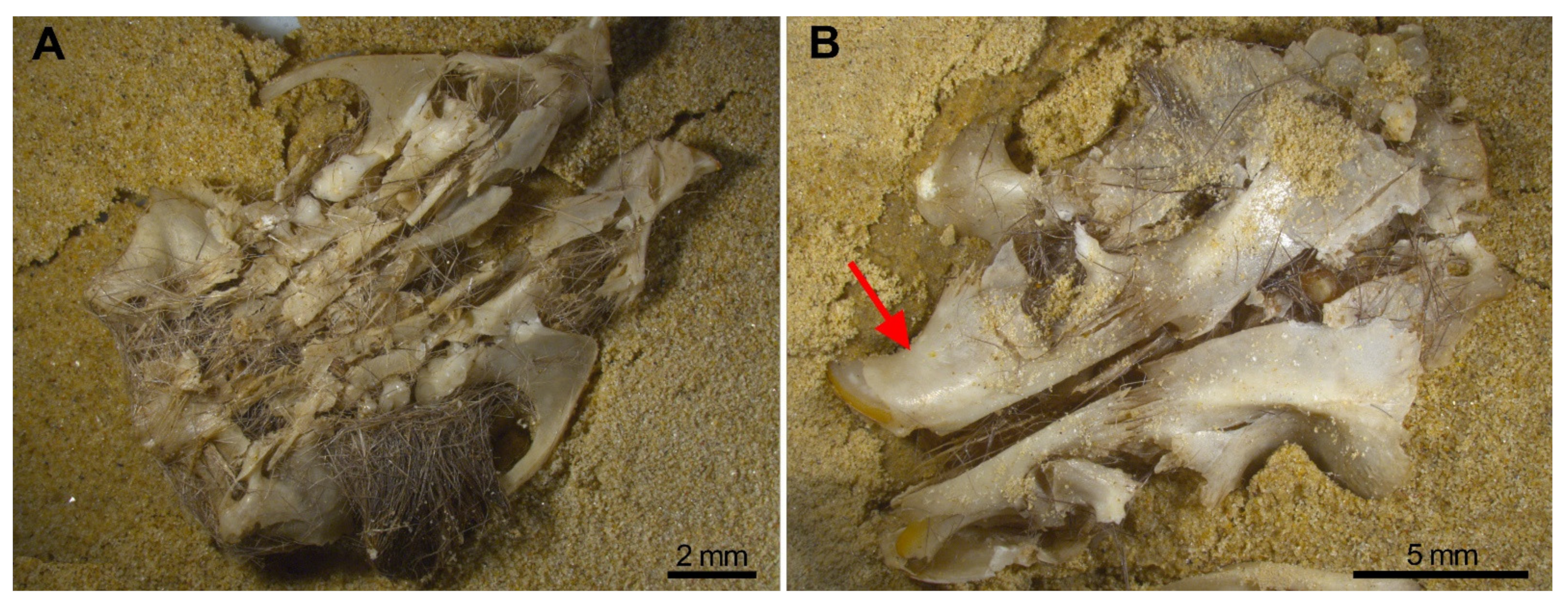 Quaternary 05 00011 g006 550