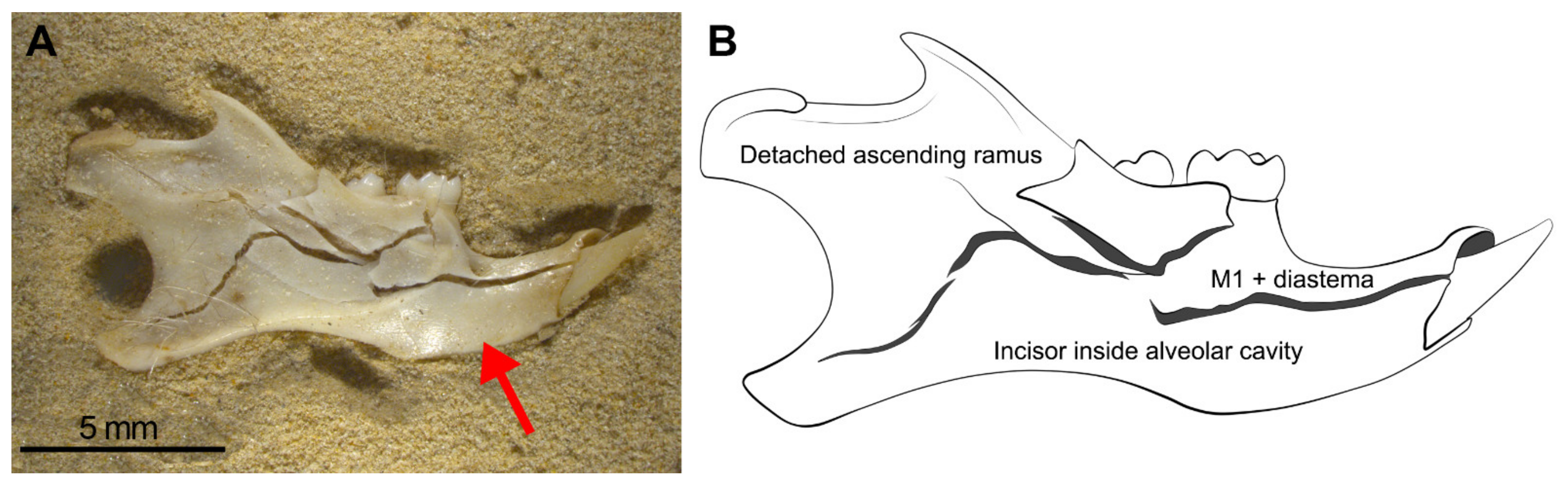 Quaternary 05 00011 g007 550