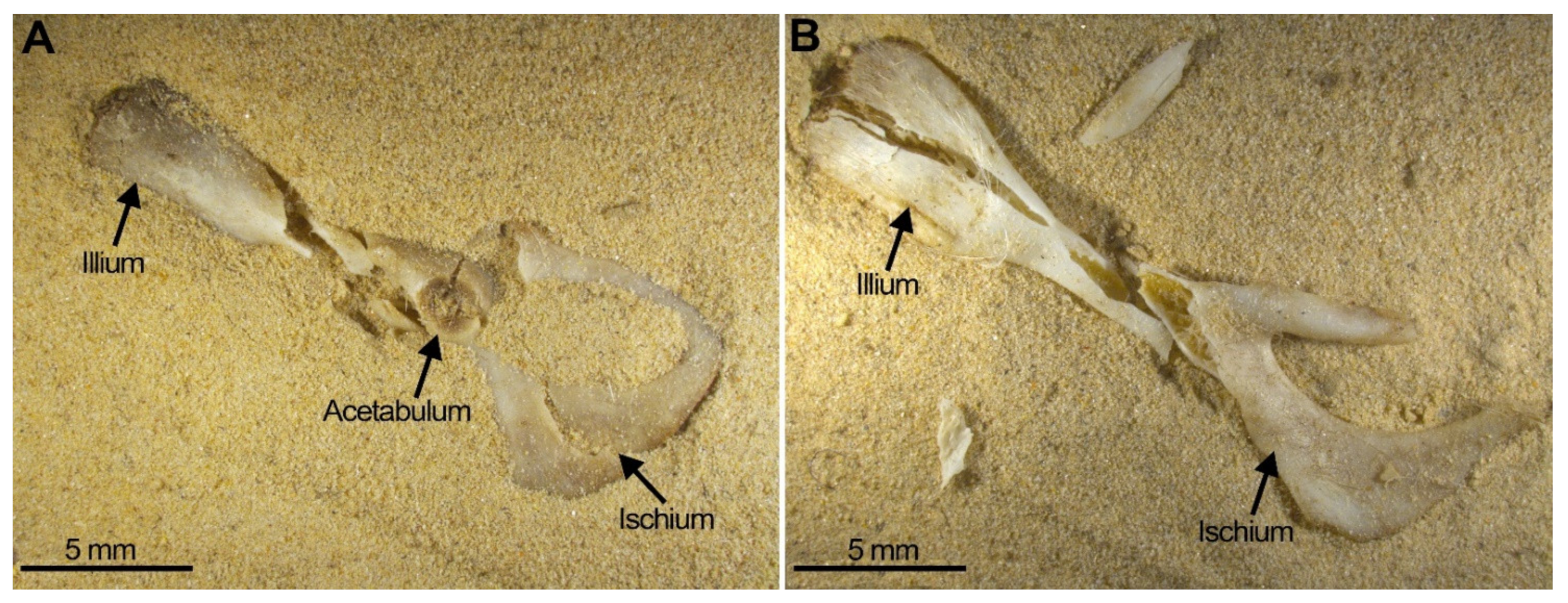 Quaternary 05 00011 g008 550