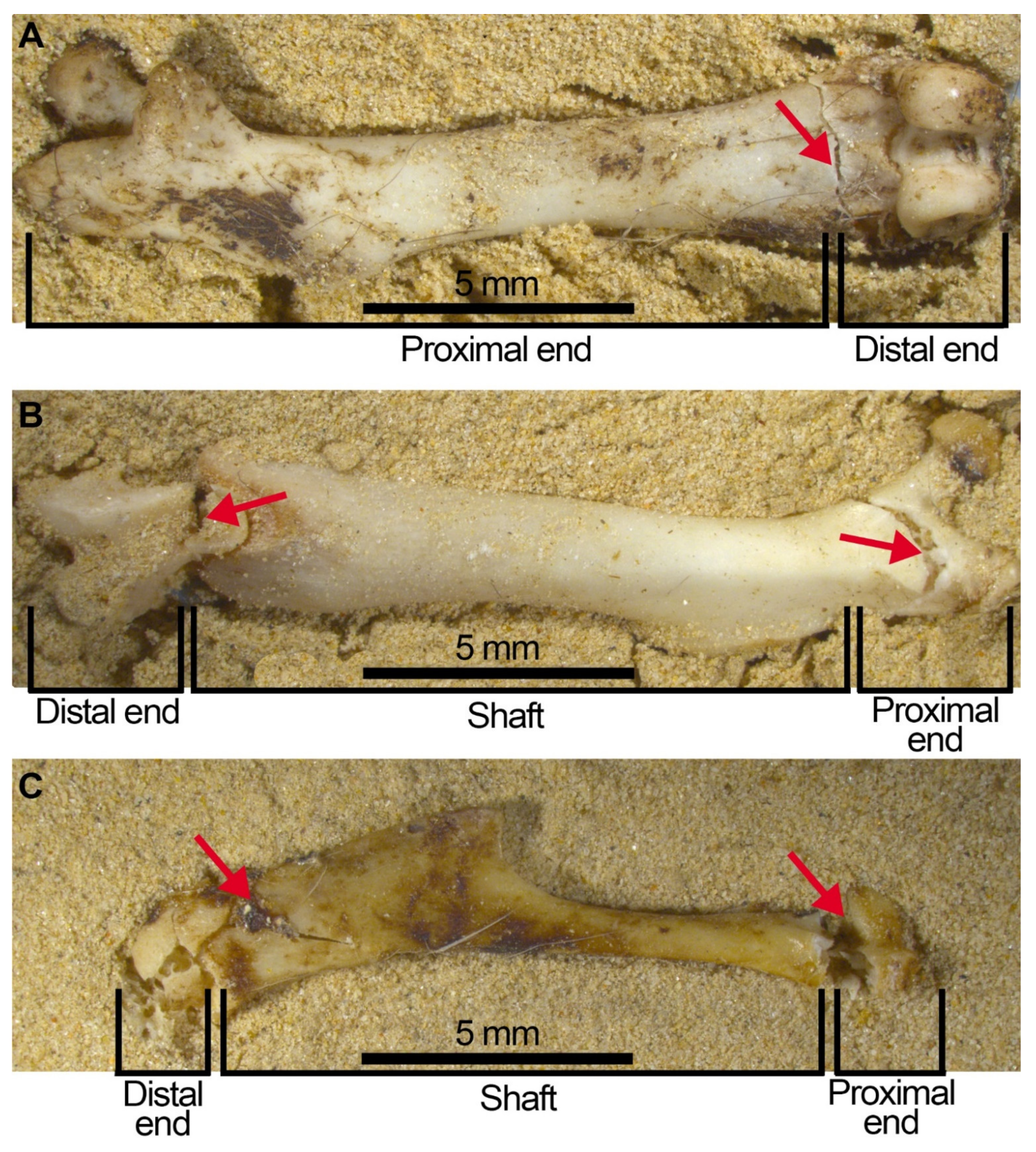 Quaternary 05 00011 g009 550