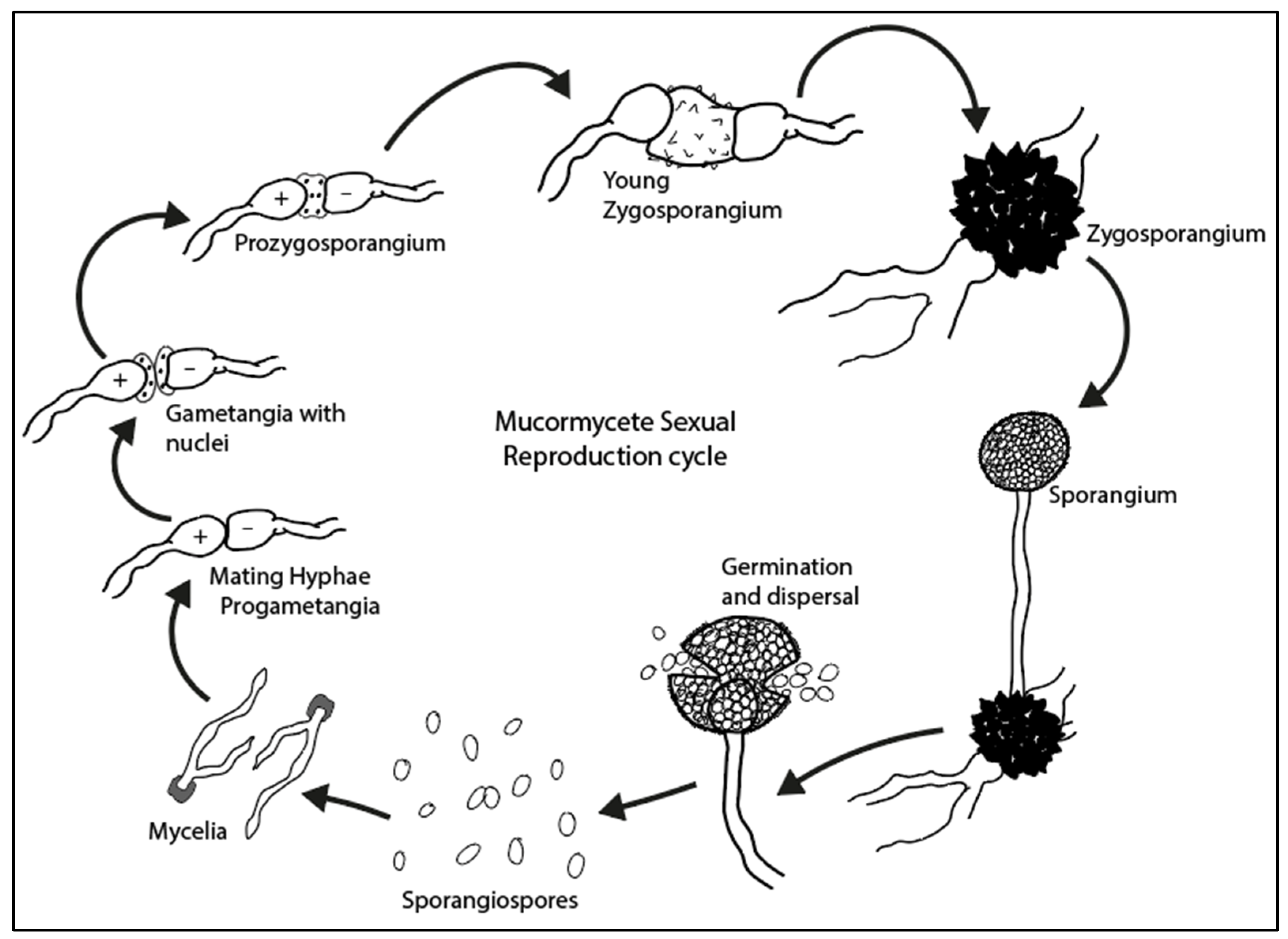 Quaternary 05 00030 g004
