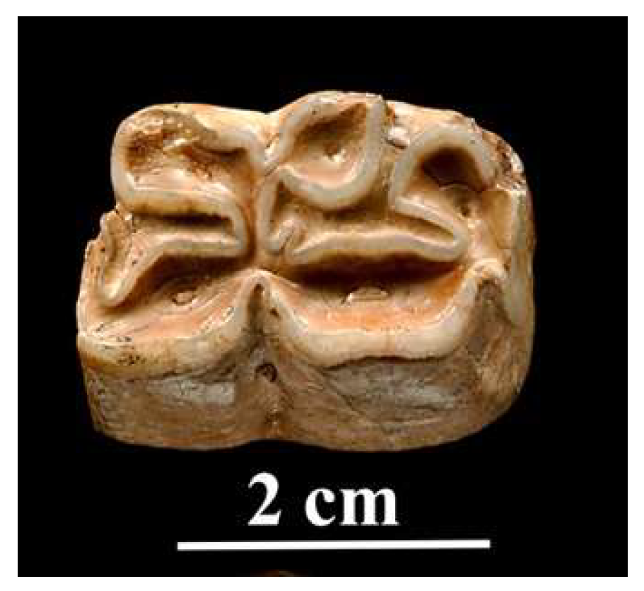 Quaternary 05 00038 g023 Quaternary 05 00038 g023