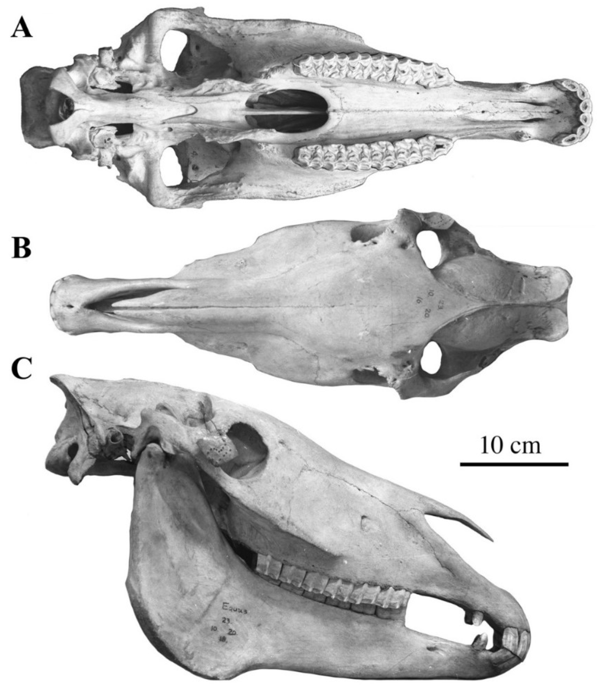 Quaternary 05 00038 g041 Quaternary 05 00038 g041