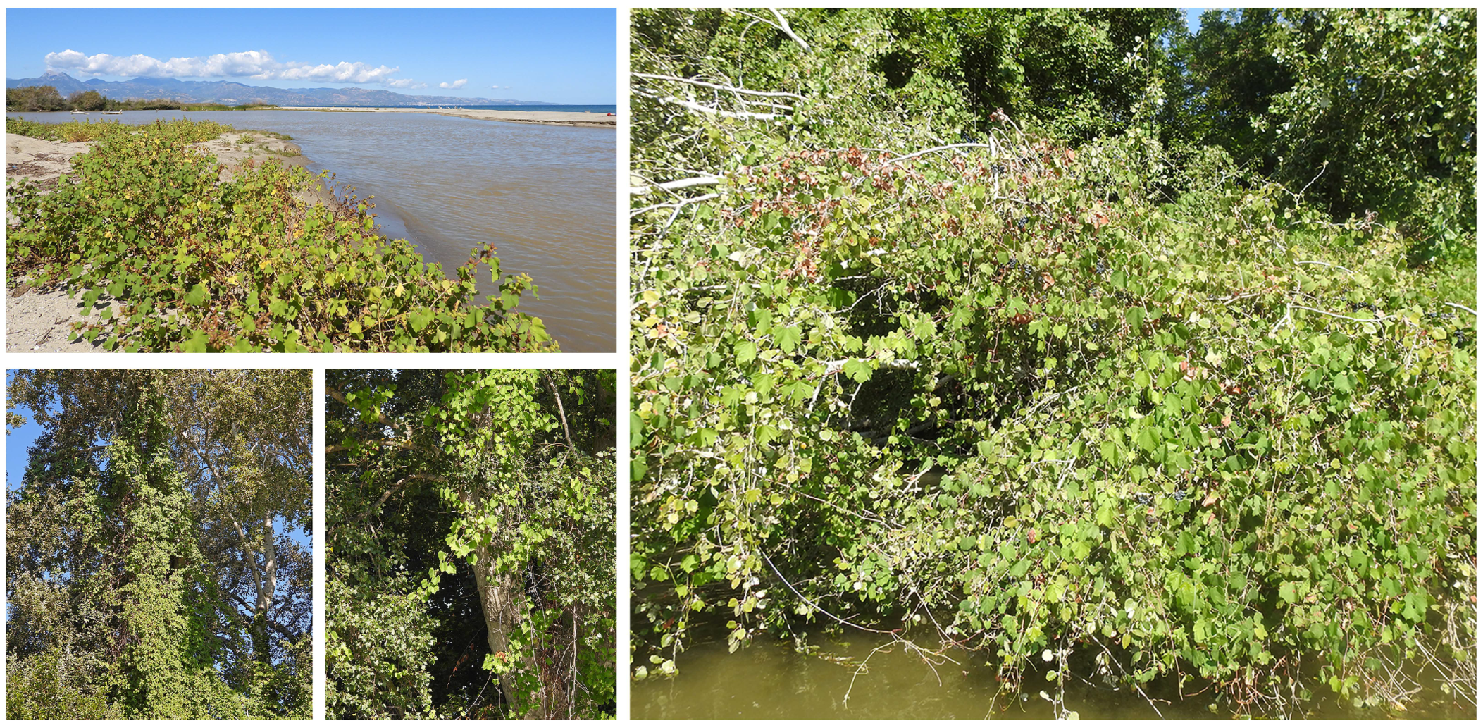 Quaternary 06 00043 g002