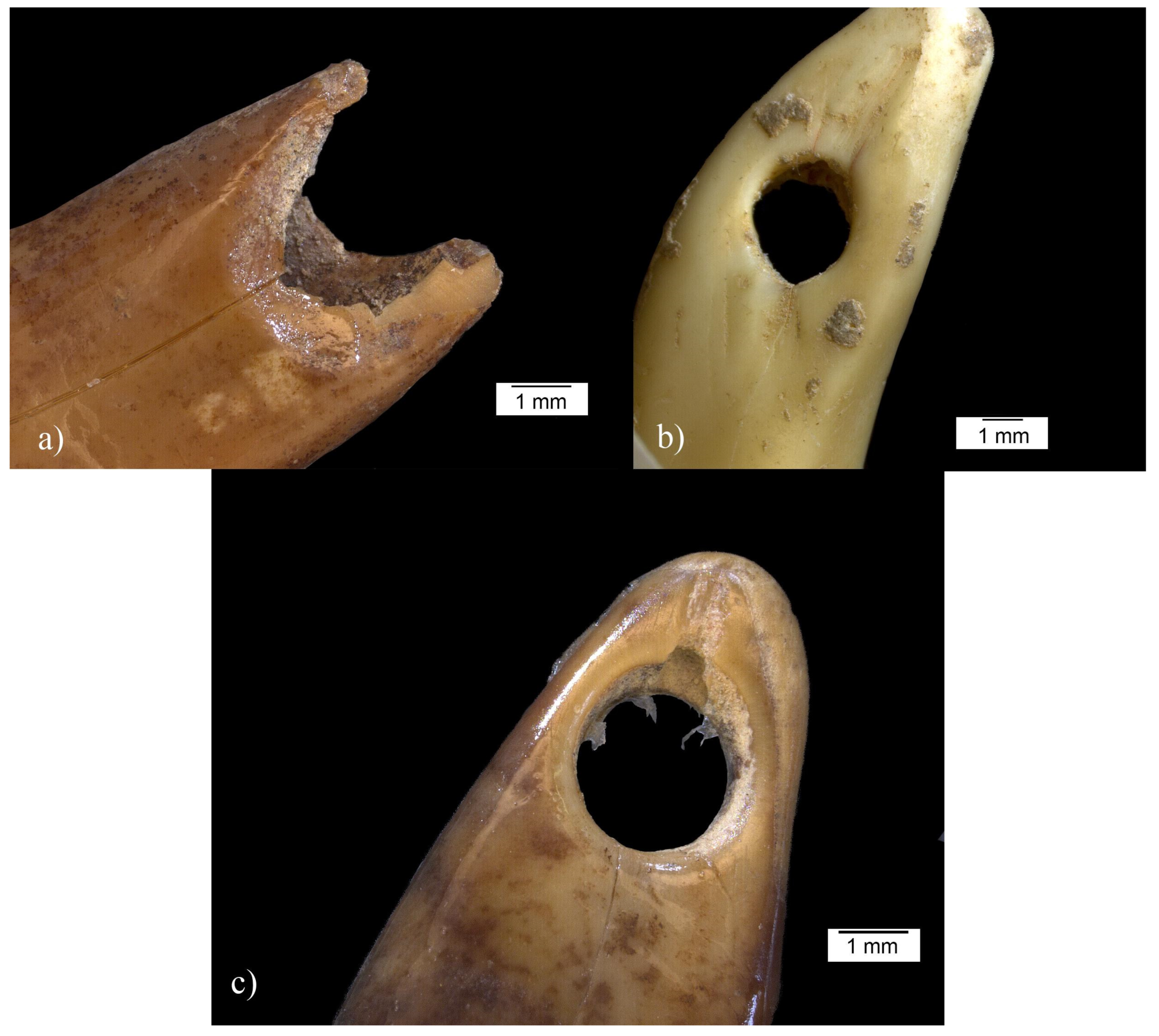 Quaternary 06 00050 g011