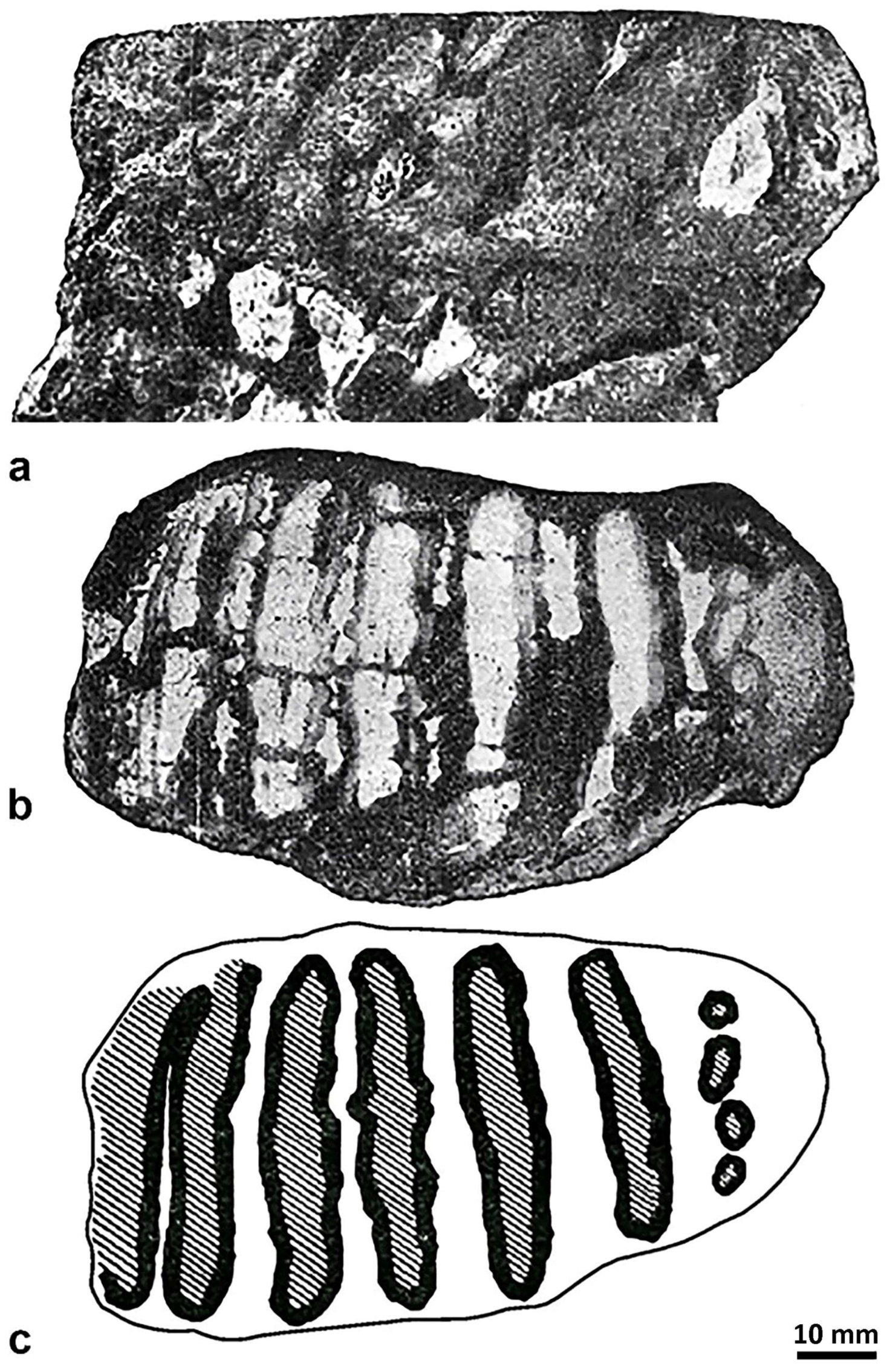 Quaternary 07 00010 g010
