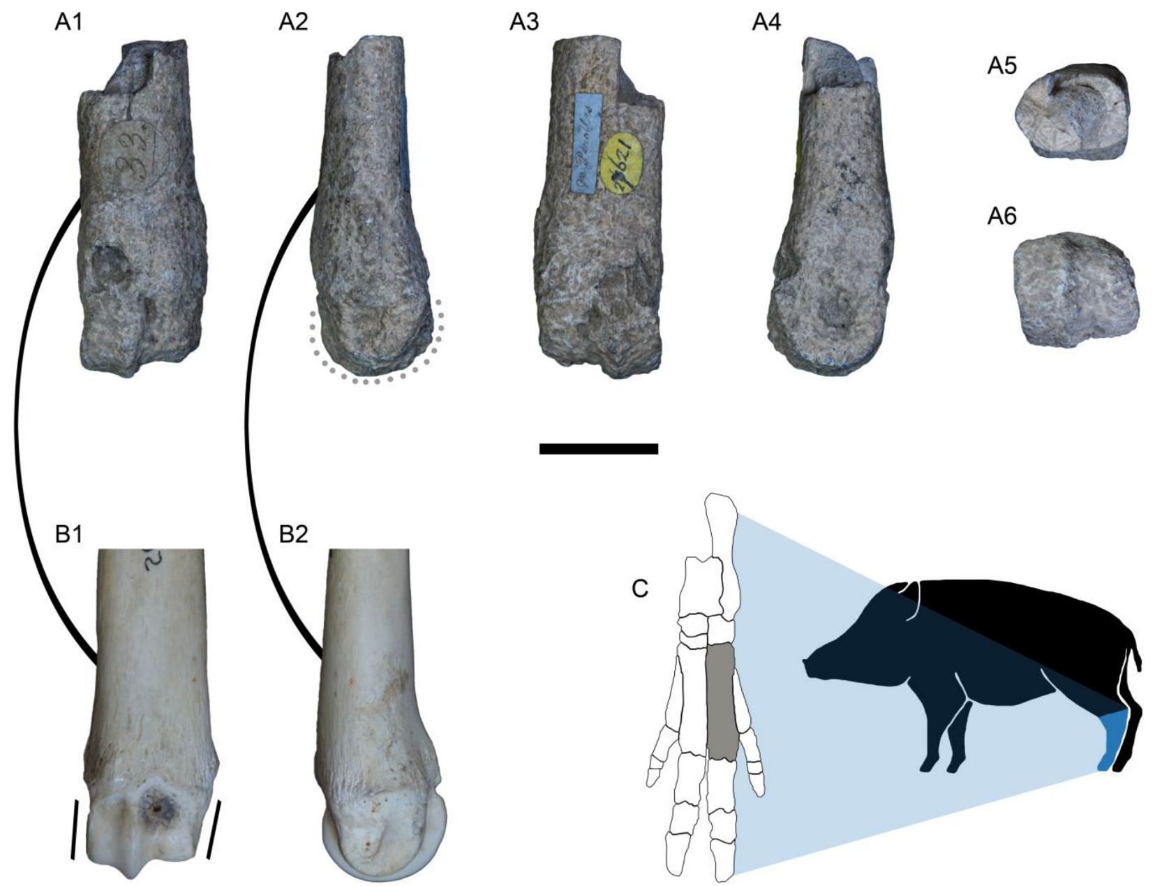 Quaternary 07 00011 g003