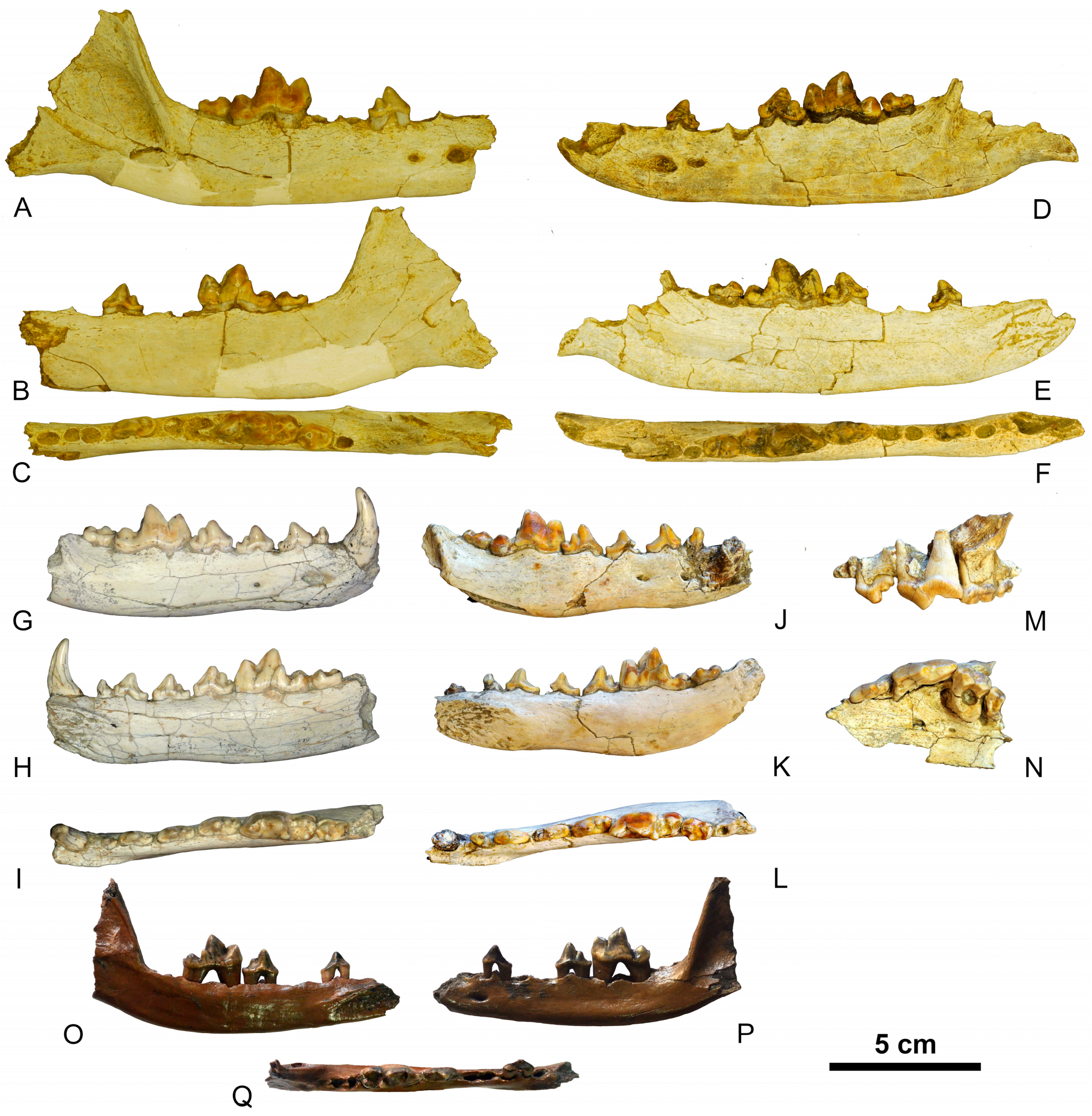 Quaternary 07 00040 g003