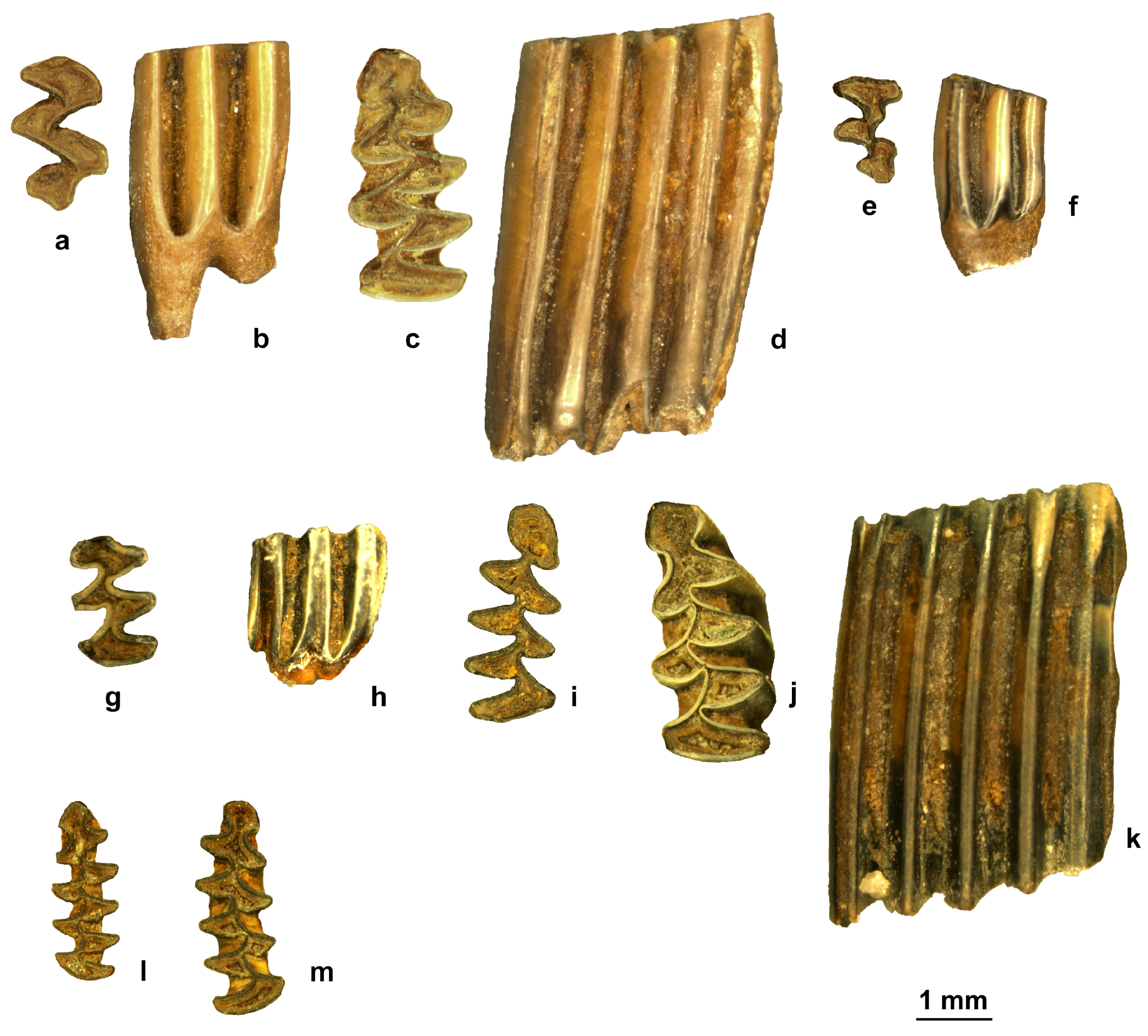 Quaternary 07 00041 g005 Quaternary 07 00041 g005