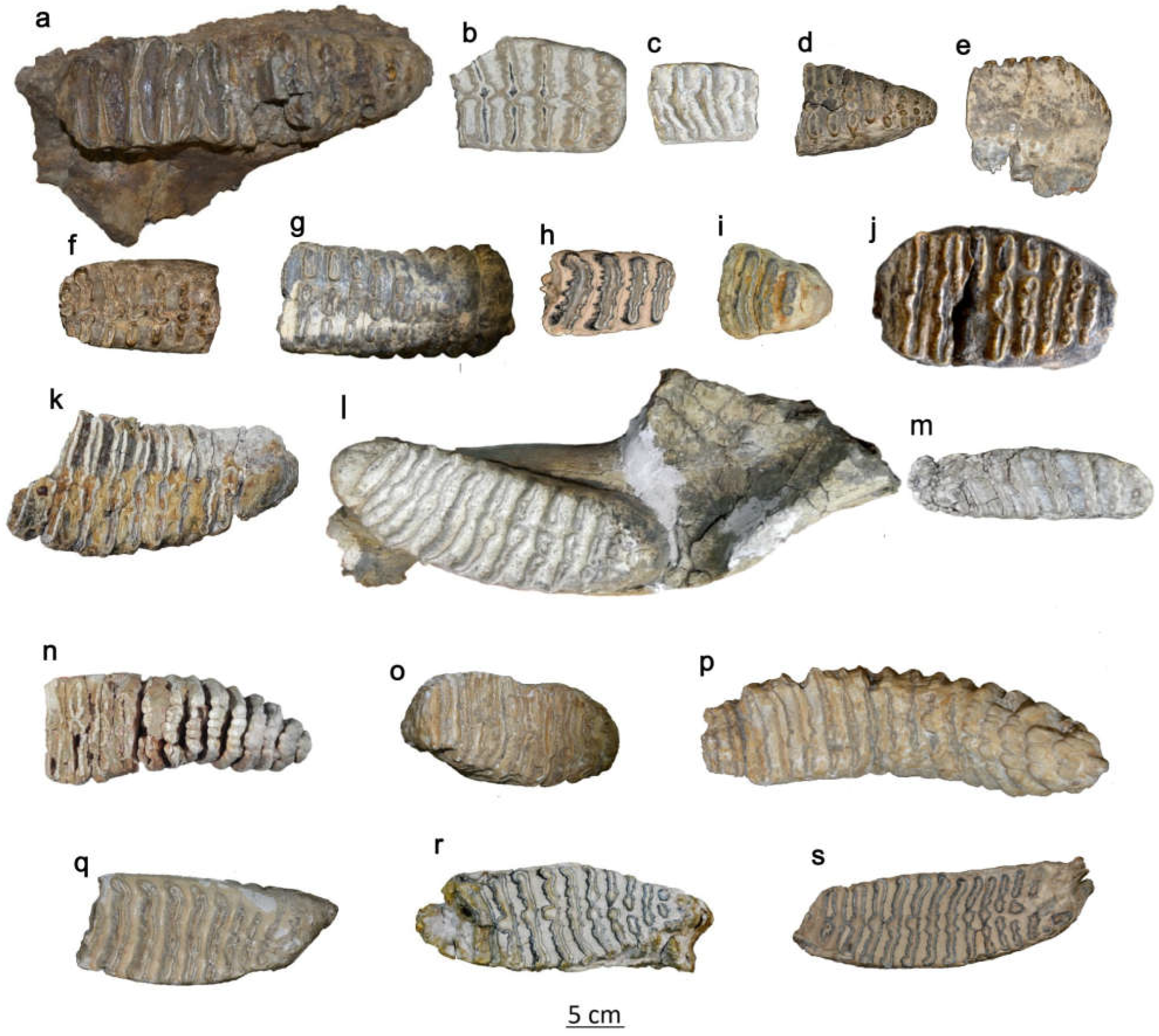 Quaternary 08 00019 g003