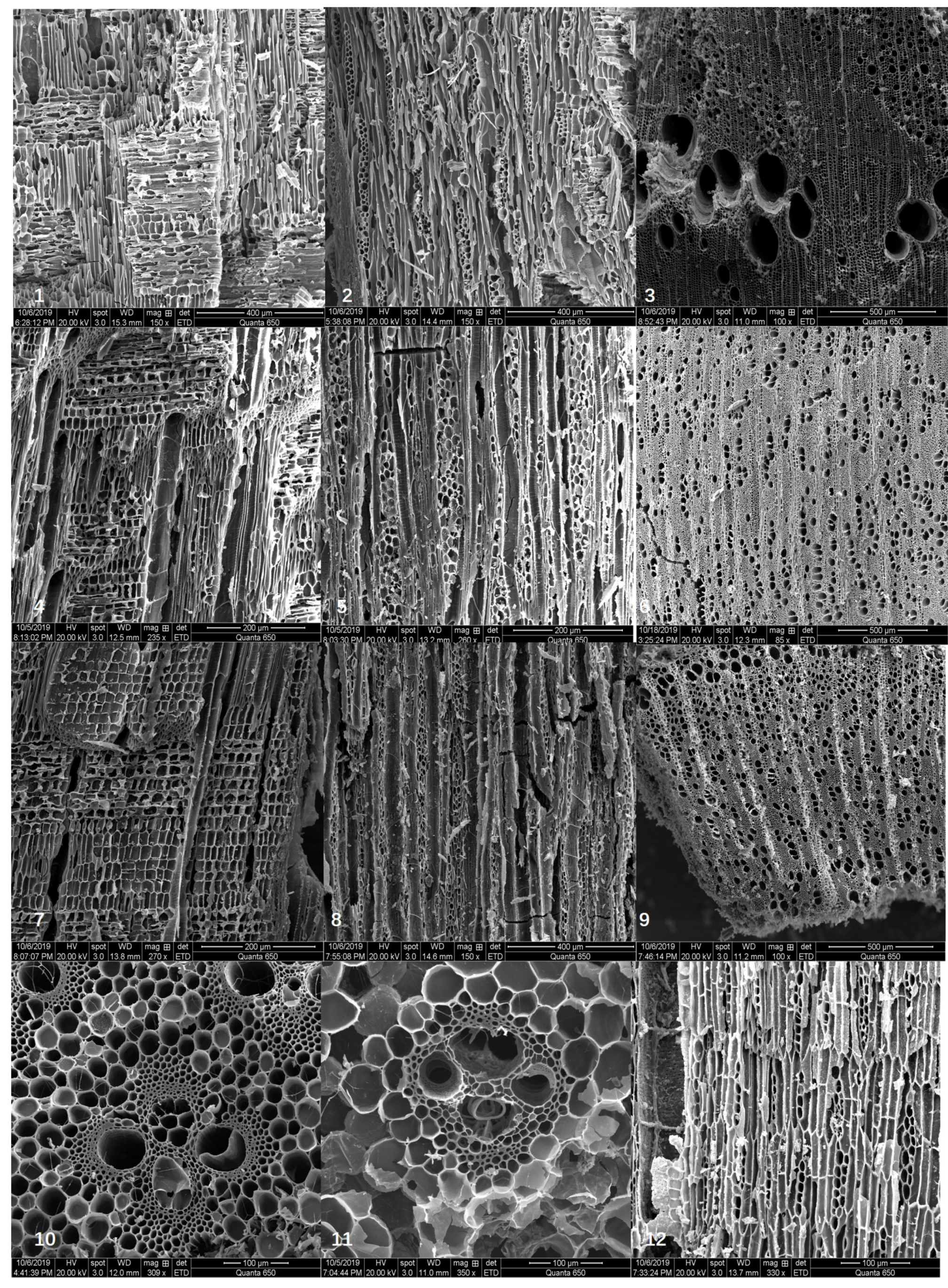 Quaternary 08 00021 g004