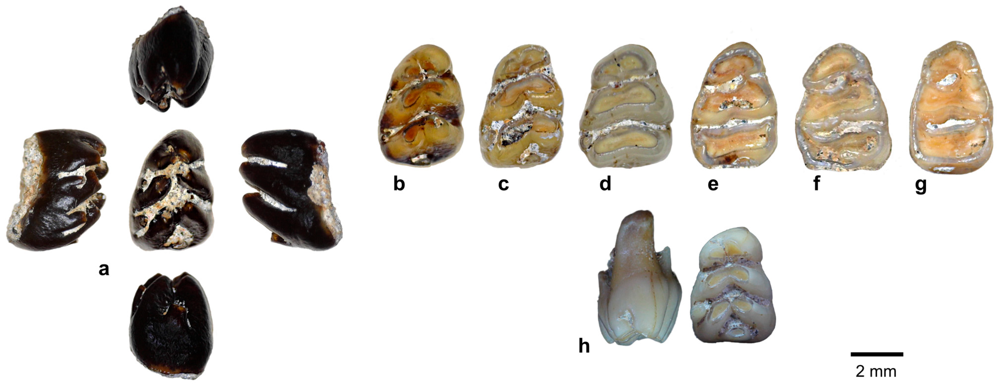 Quaternary 08 00044 g013 Quaternary 08 00044 g013