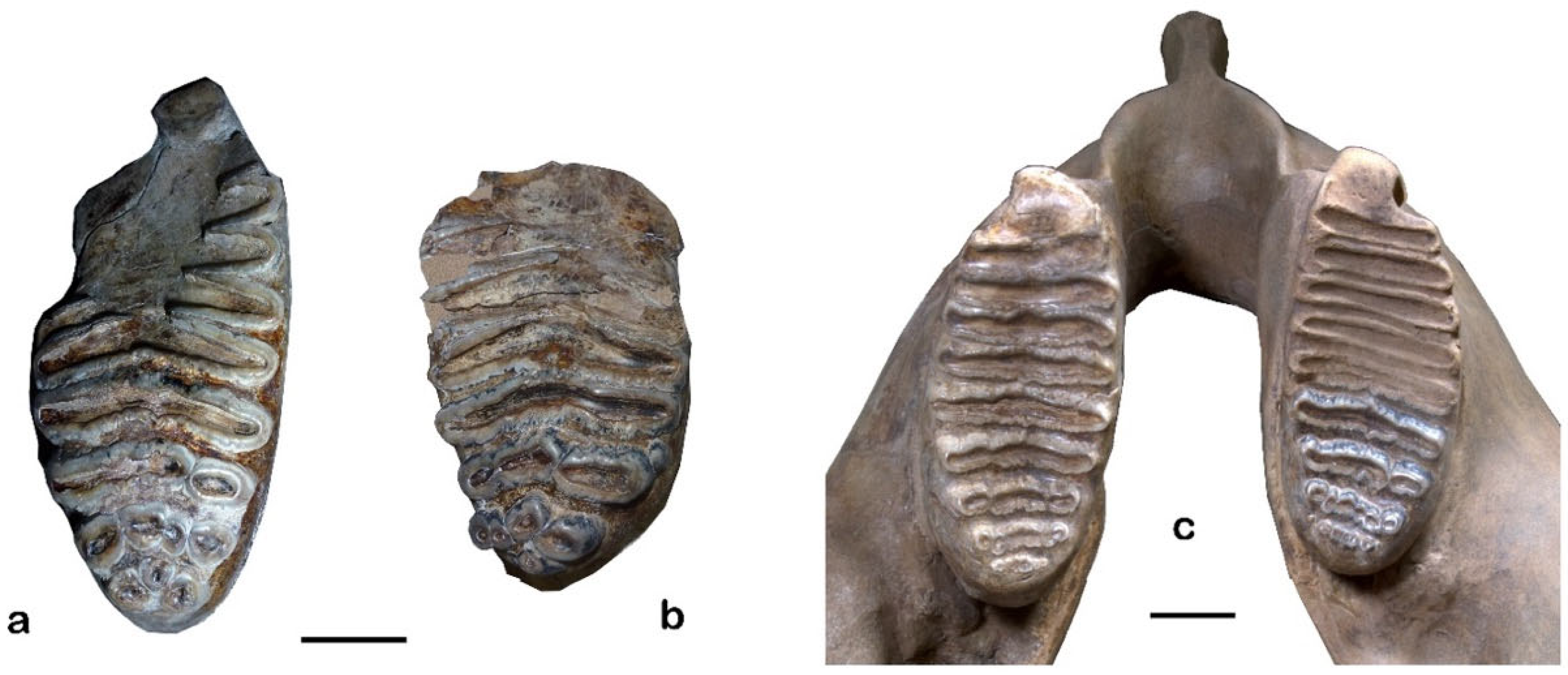 Quaternary 08 00046 g004