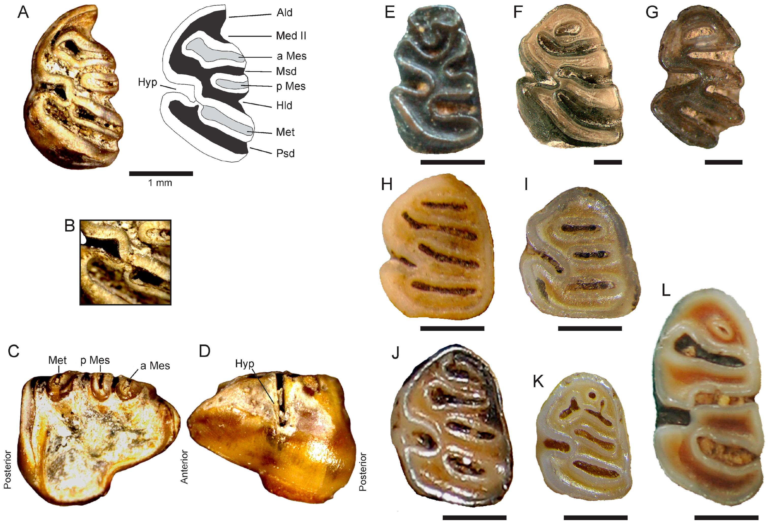 Quaternary 08 00048 g003 Quaternary 08 00048 g003