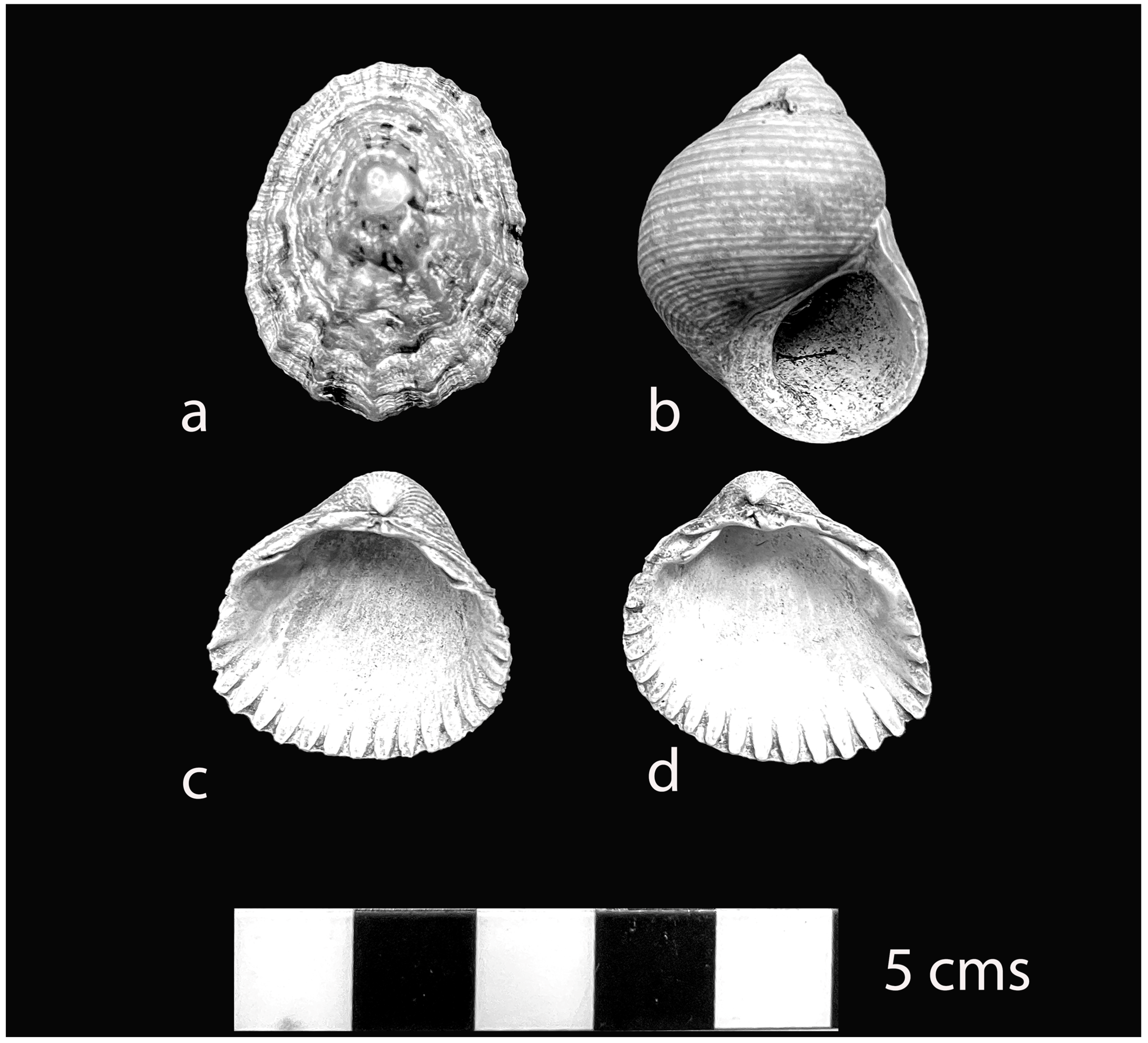 Quaternary 08 00049 g003 Quaternary 08 00049 g003