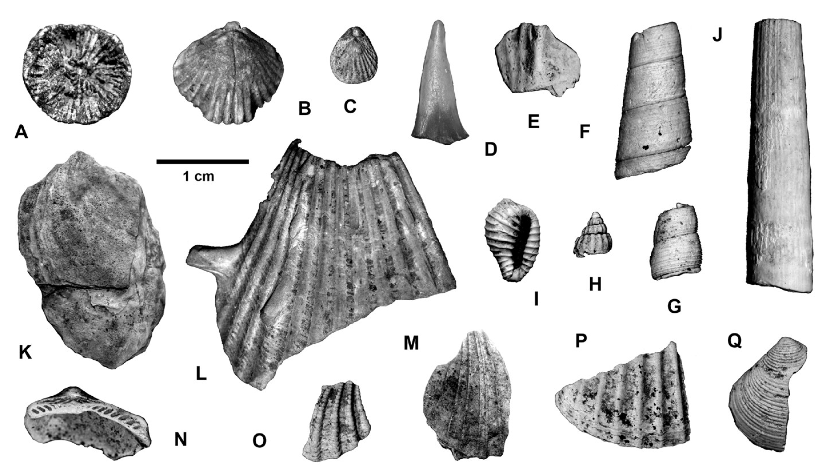 Quaternary 08 00052 g013 Quaternary 08 00052 g013