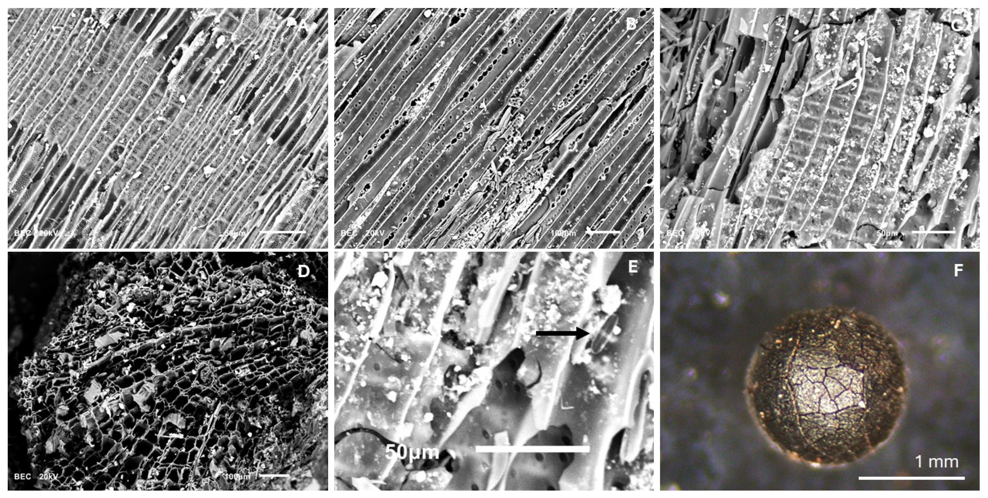 Quaternary 08 00066 g007