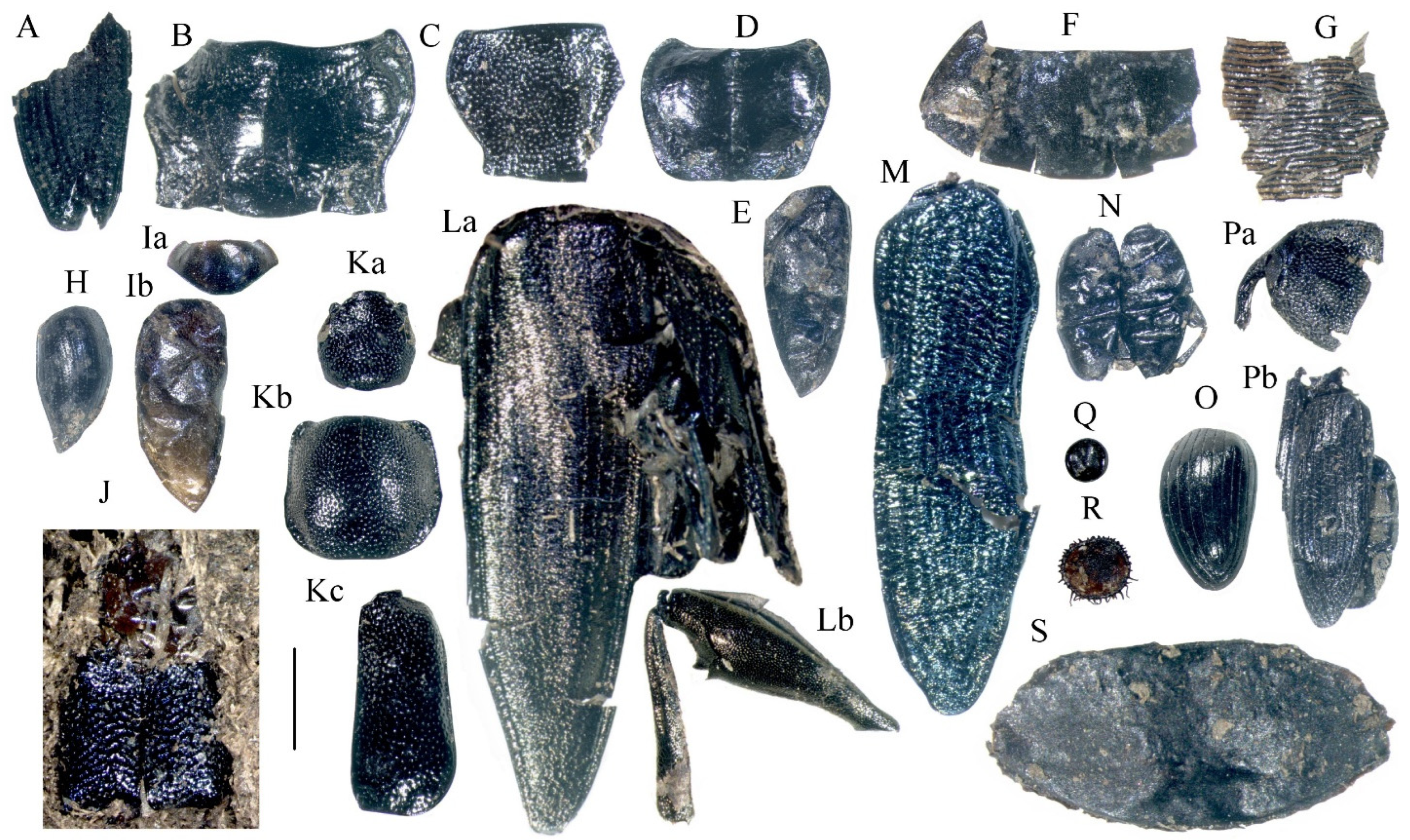 Quaternary 08 00066 g008