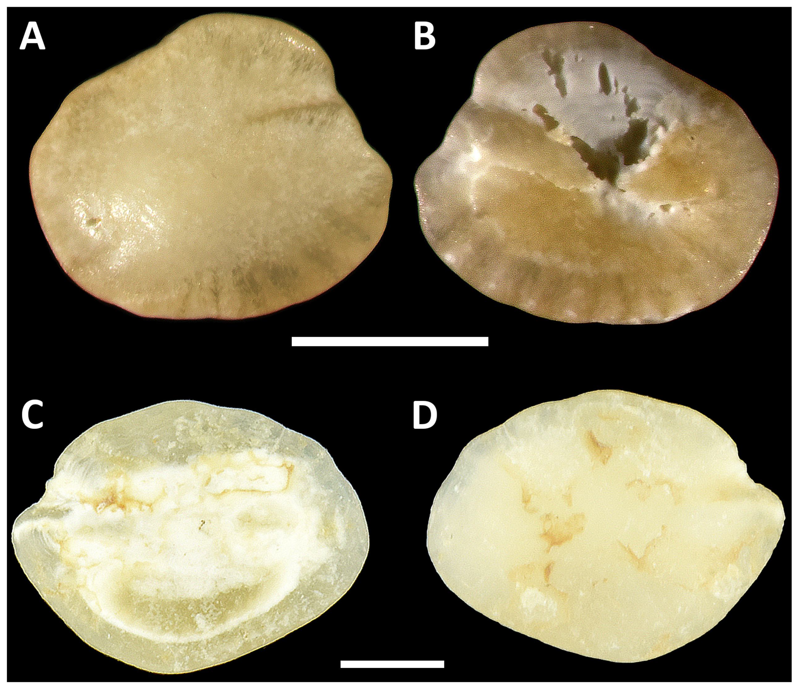 Quaternary 09 00031 g005