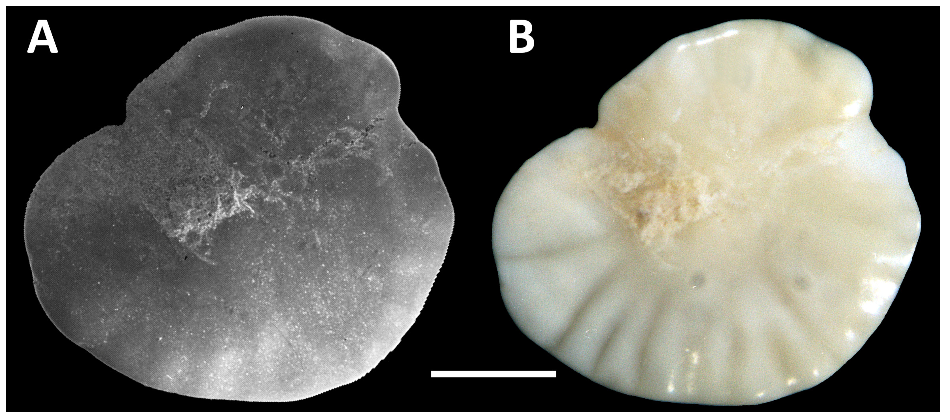 Quaternary 09 00031 g006
