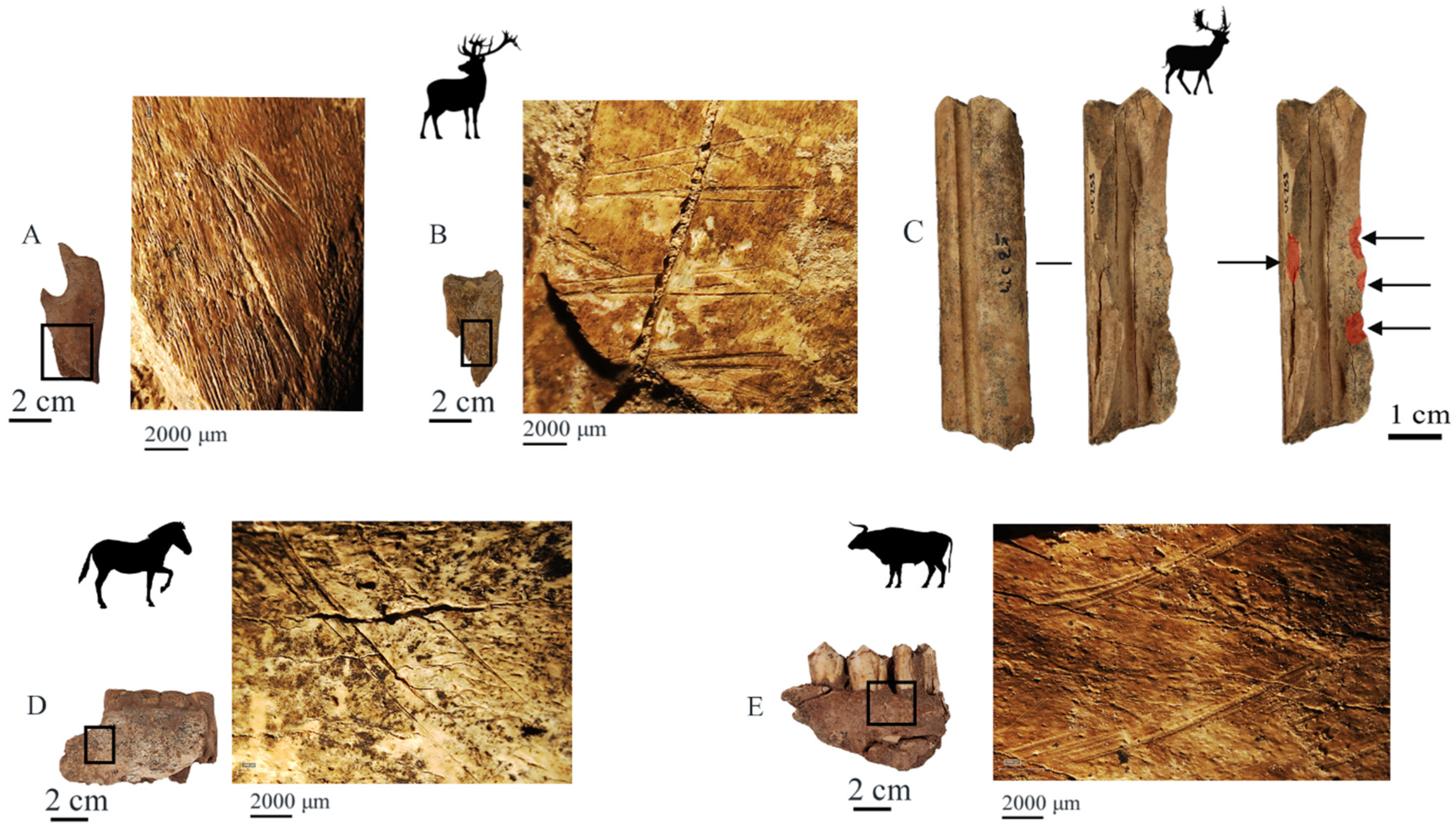 Quaternary 09 00037 g005