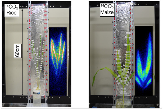 Novel Plant Imaging and Analysis: Water， Elements and Gas， Utilizing Radiation and Radioisotopes [ハードカバー] Nakanishi， Tomoko M. Novel Plant Imaging and Analysis: Water, Elements and Gas