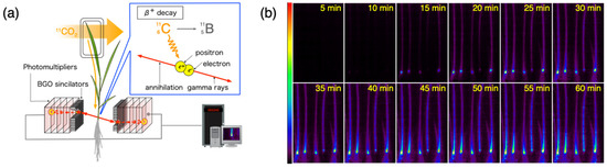 Recent Advances in Radioisotope Imaging Technology for Plant