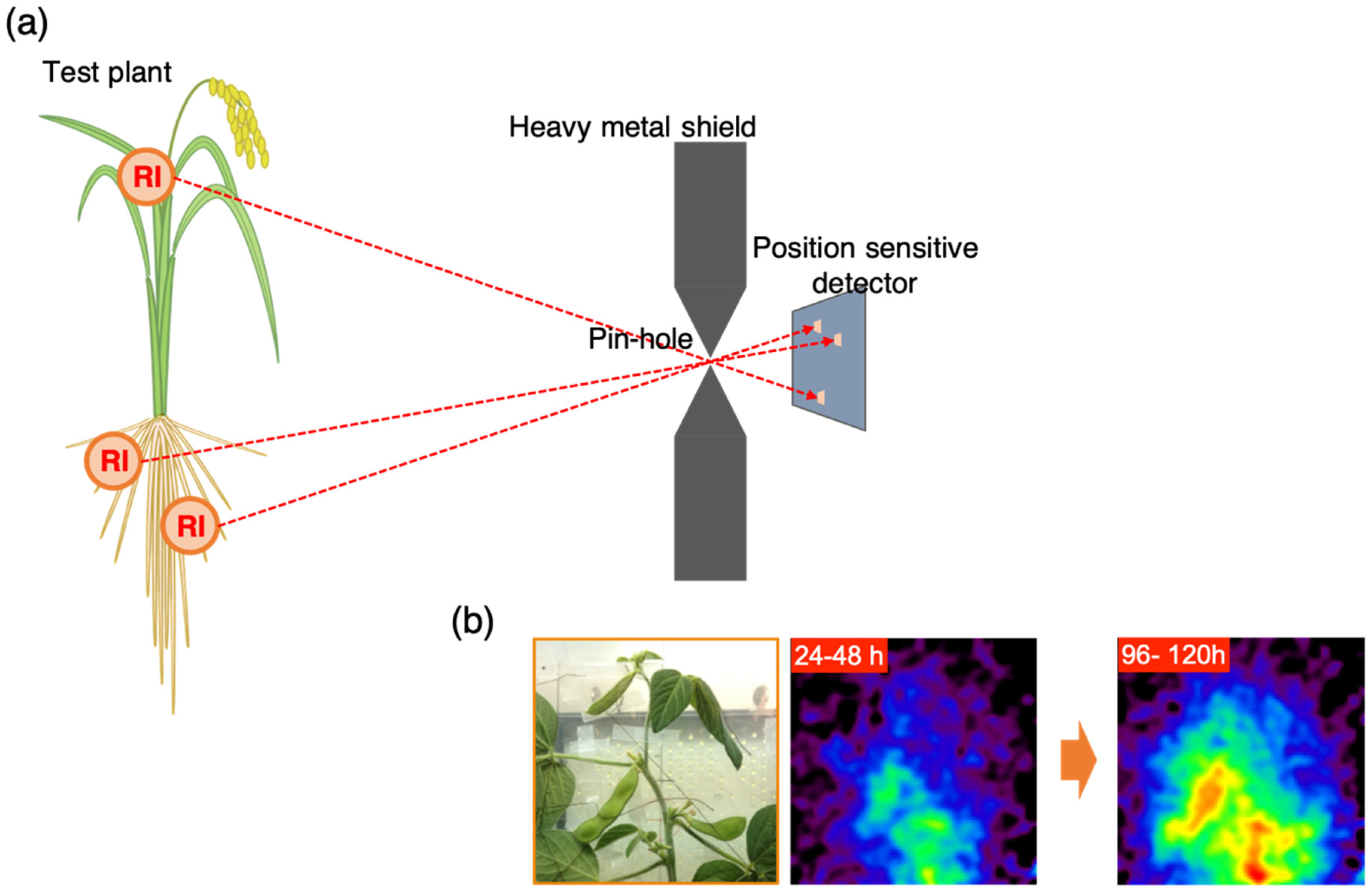 Novel Plant Imaging and Analysis: Water, Elements and Gas