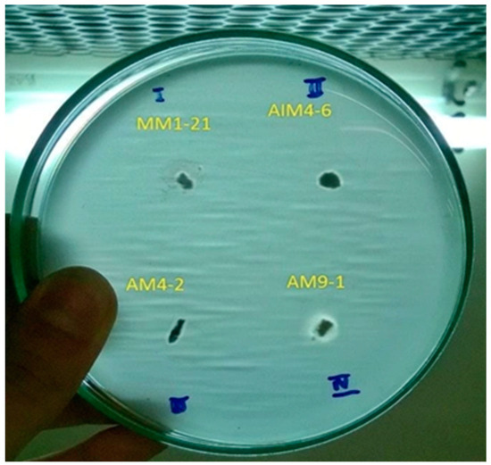 Production of Lipase from Streptomyces spp. AM9-01 by Solid-State