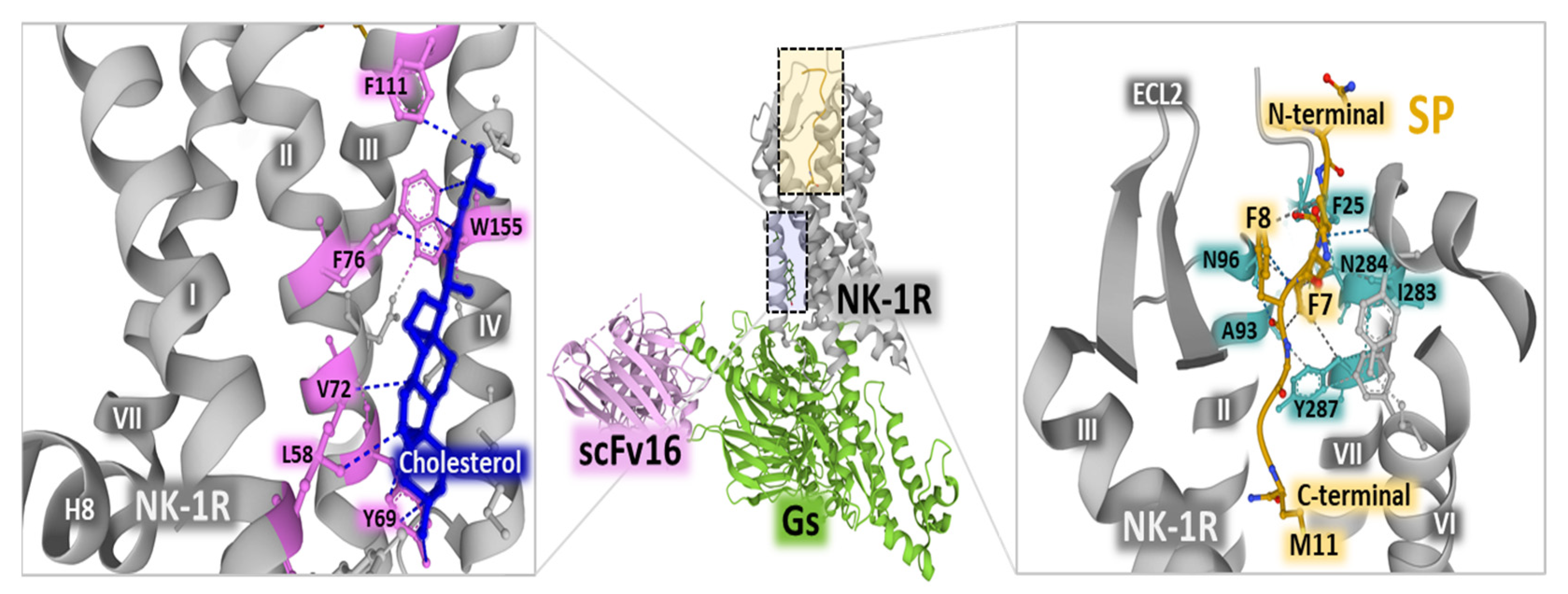 Receptors 01 00004 g003 Receptors 01 00004 g003