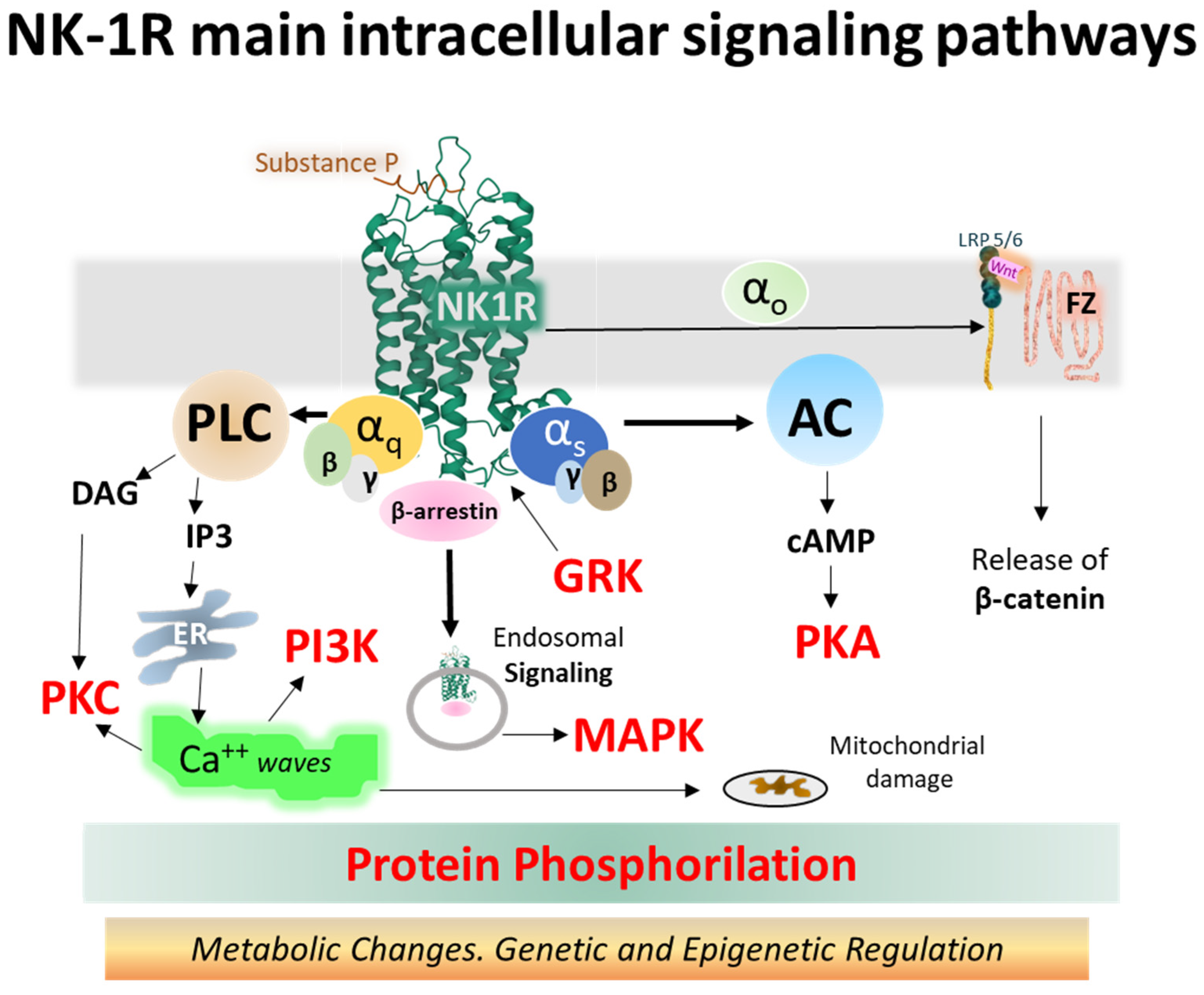 Receptors 01 00004 g007 Receptors 01 00004 g007