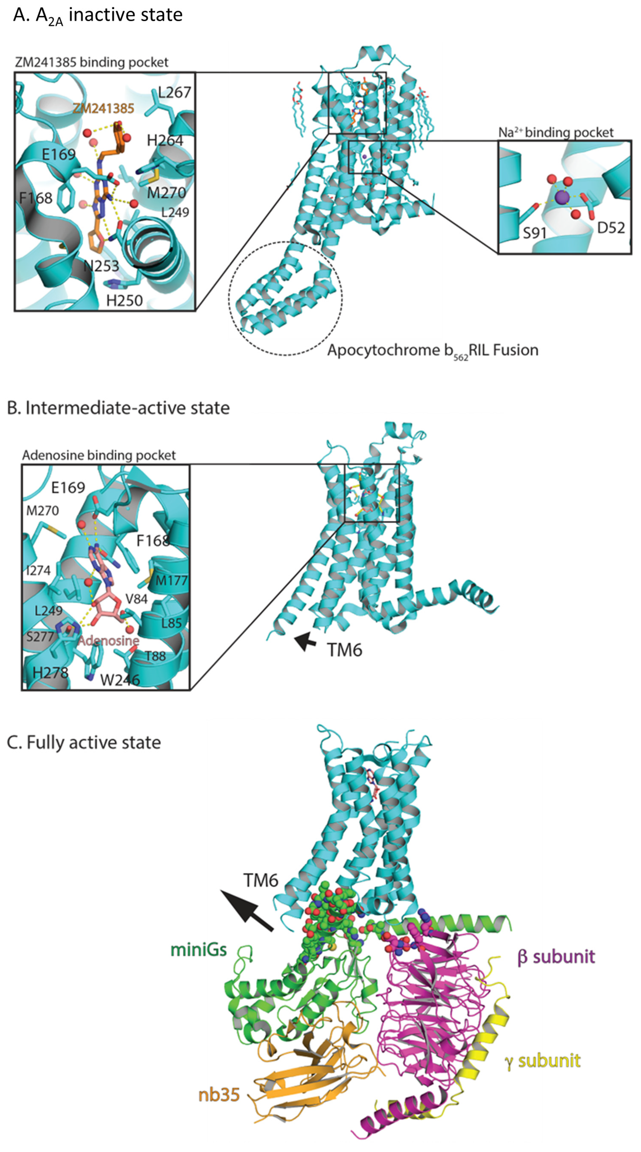 Receptors 02 00004 g004 Receptors 02 00004 g004