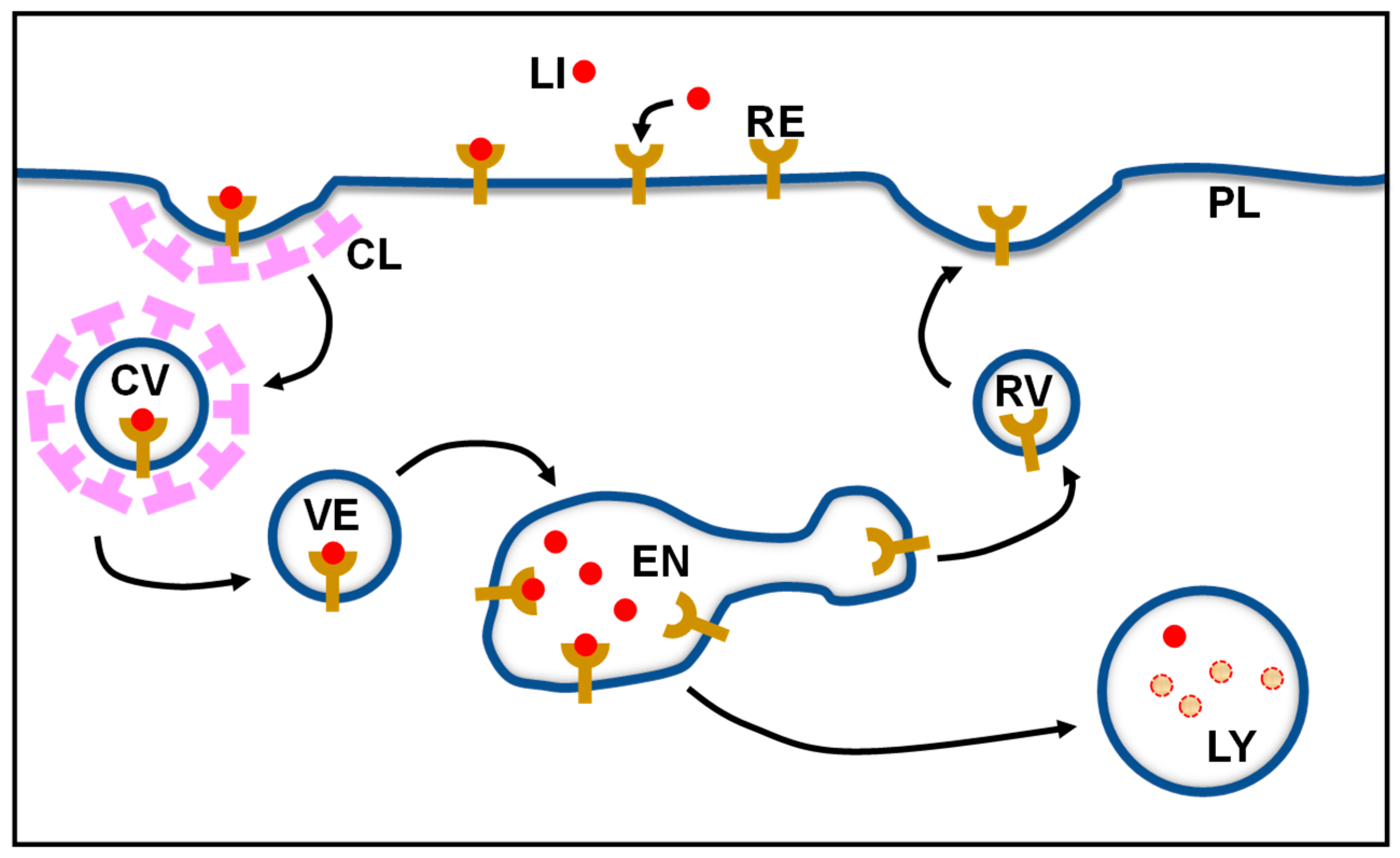 Receptors 02 00010 g001