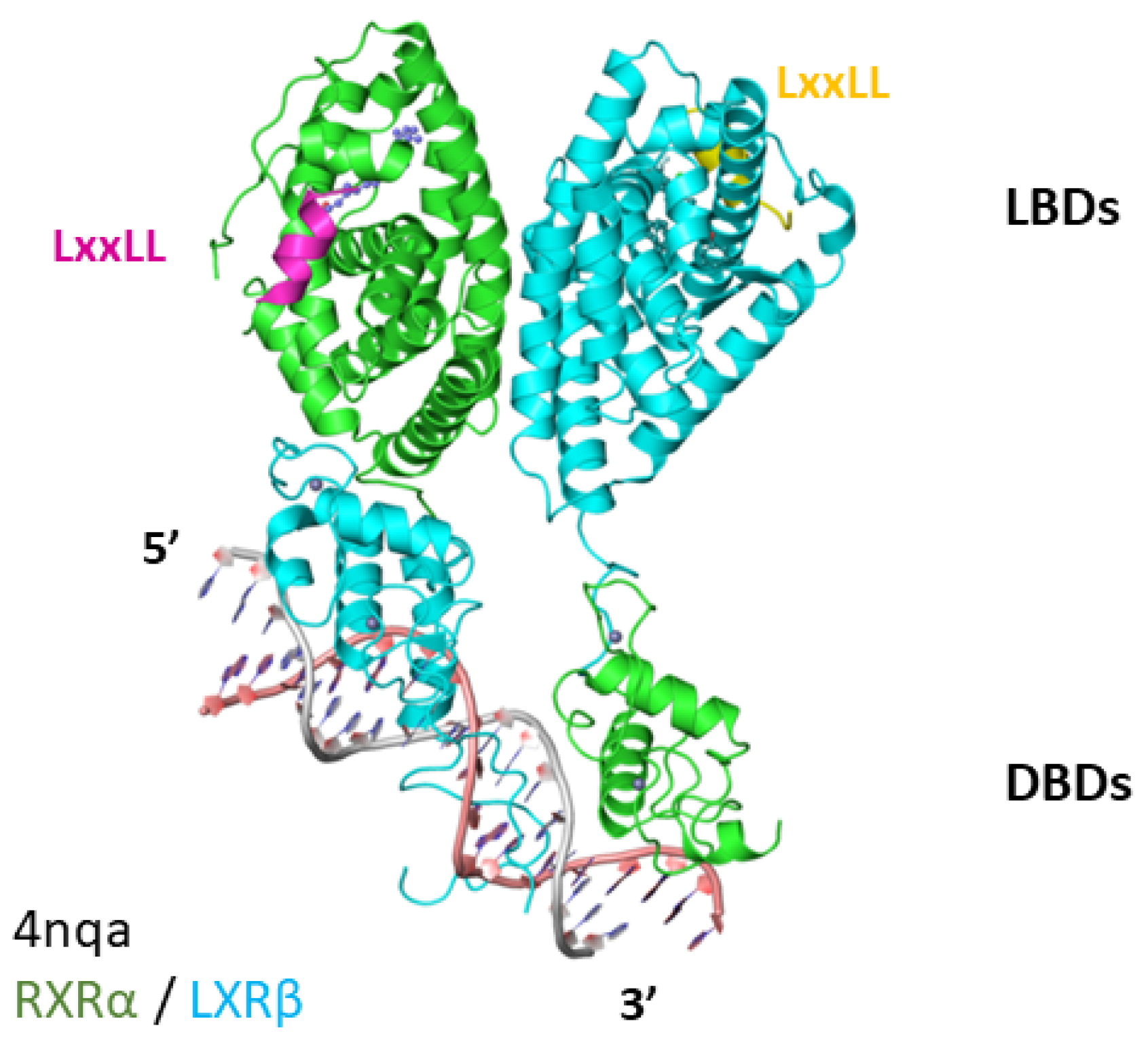 Receptors 02 00011 g004 Receptors 02 00011 g004