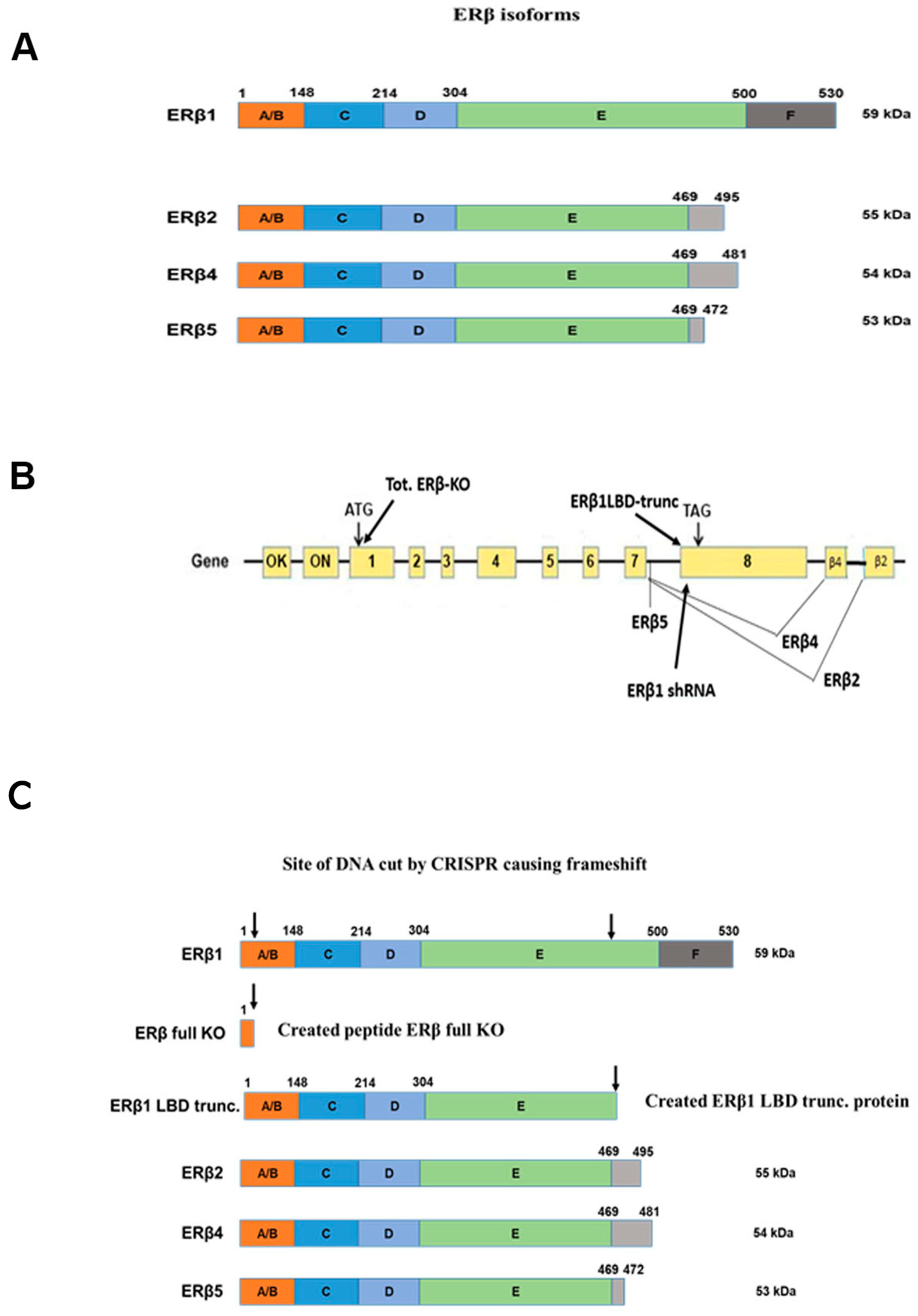 Receptors 02 00012 g001 Receptors 02 00012 g001