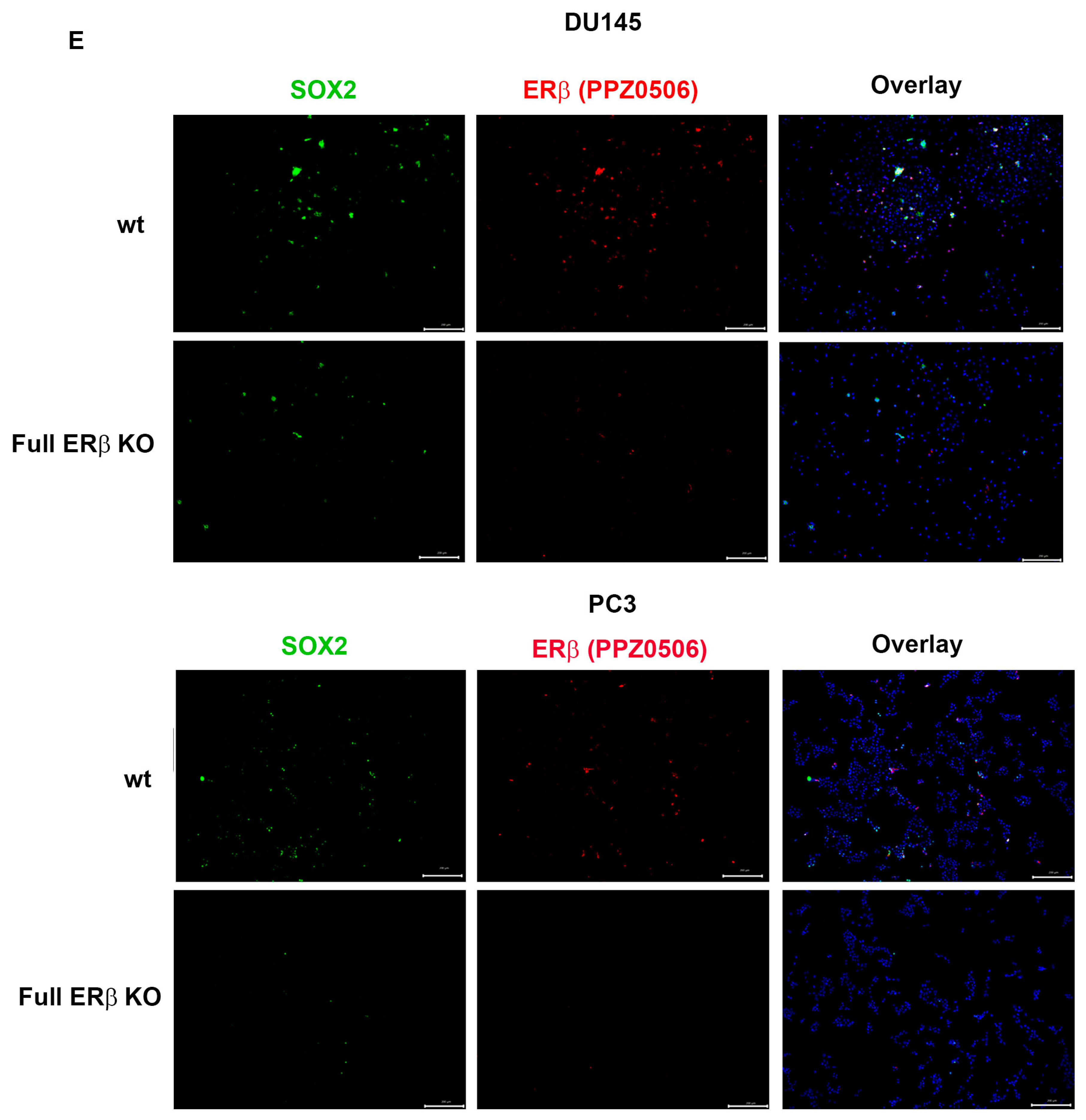 Receptors 02 00012 g004c Receptors 02 00012 g004c