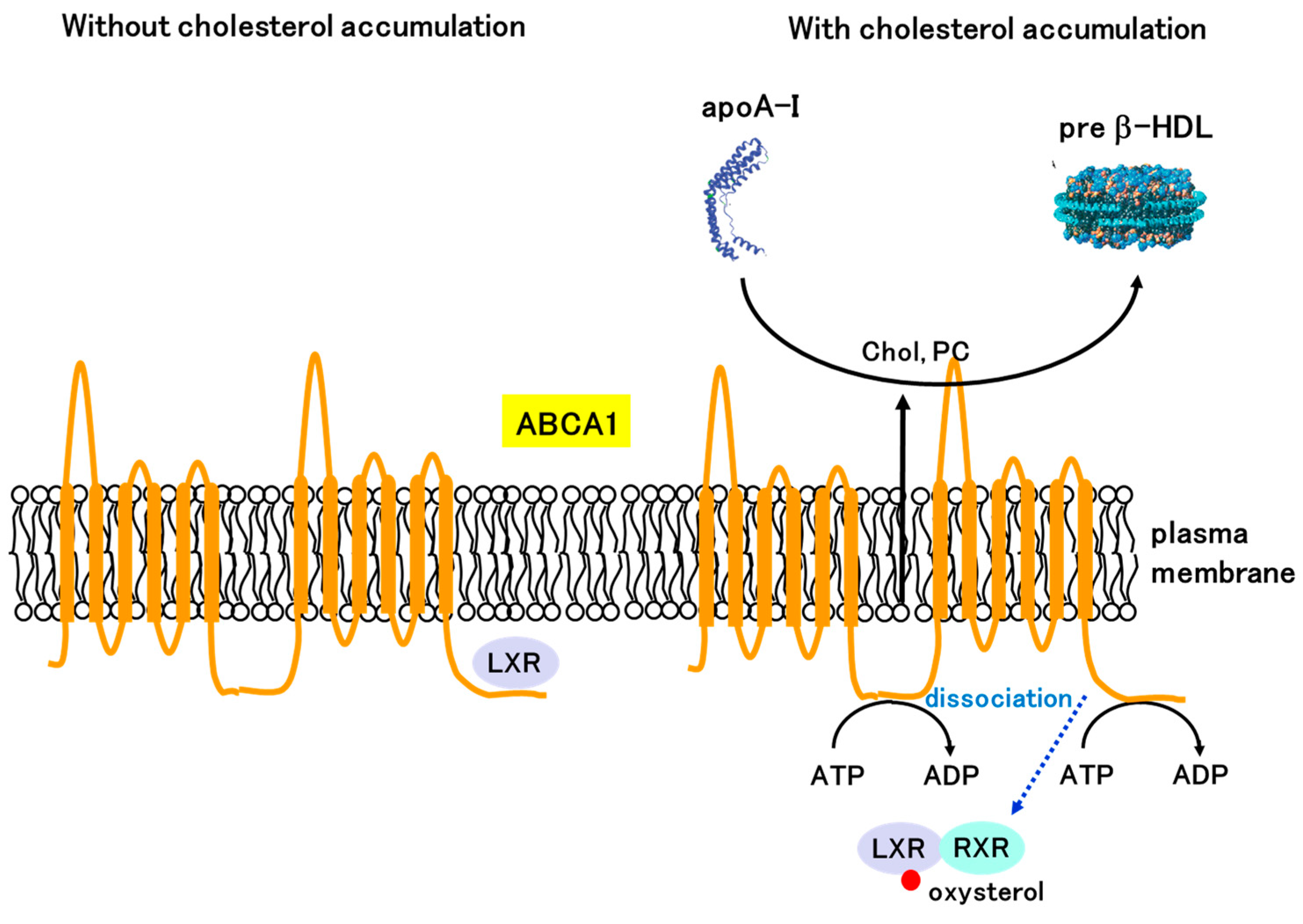 Receptors 02 00014 g005 Receptors 02 00014 g005