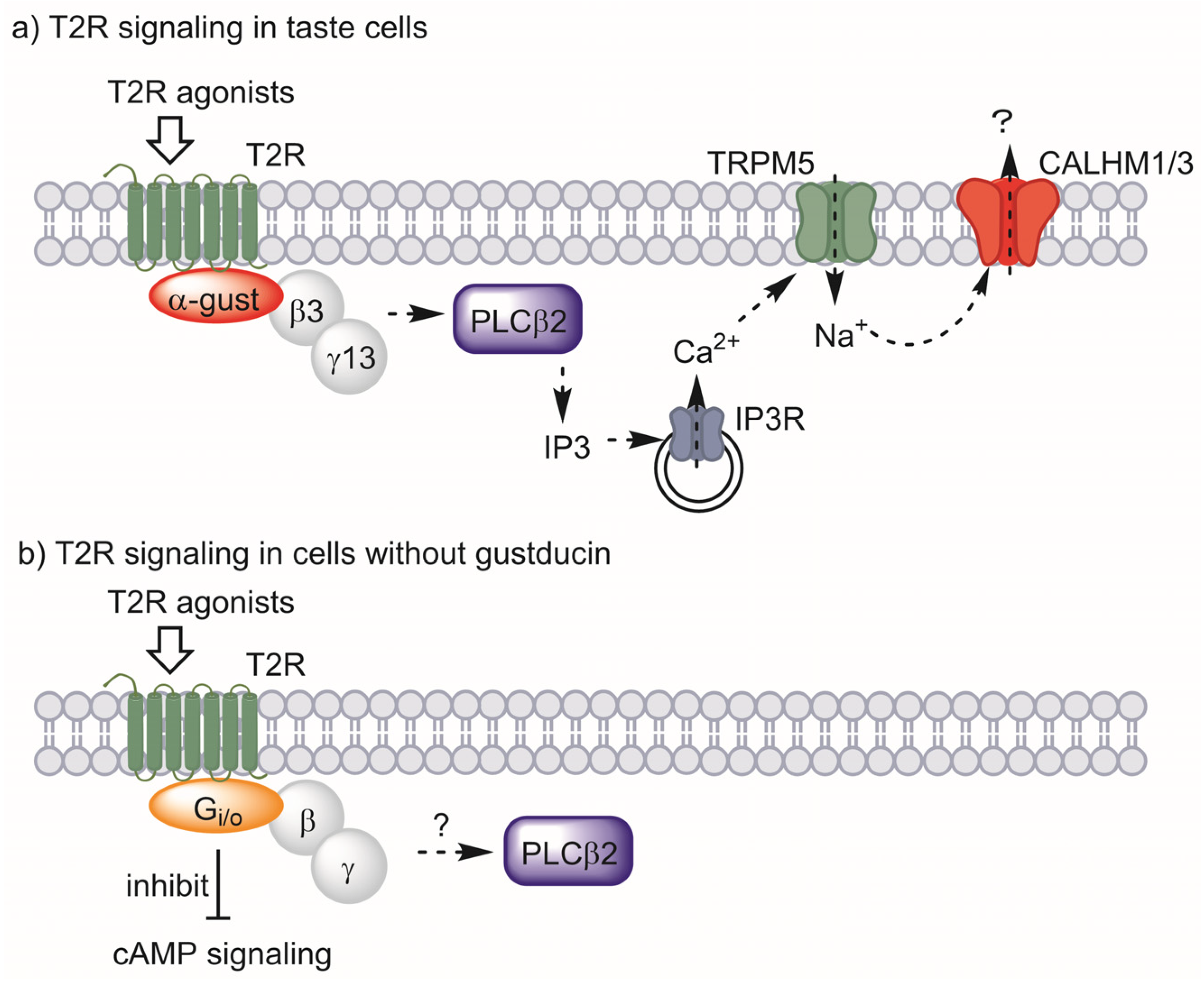 Receptors 02 00017 g002 Receptors 02 00017 g002