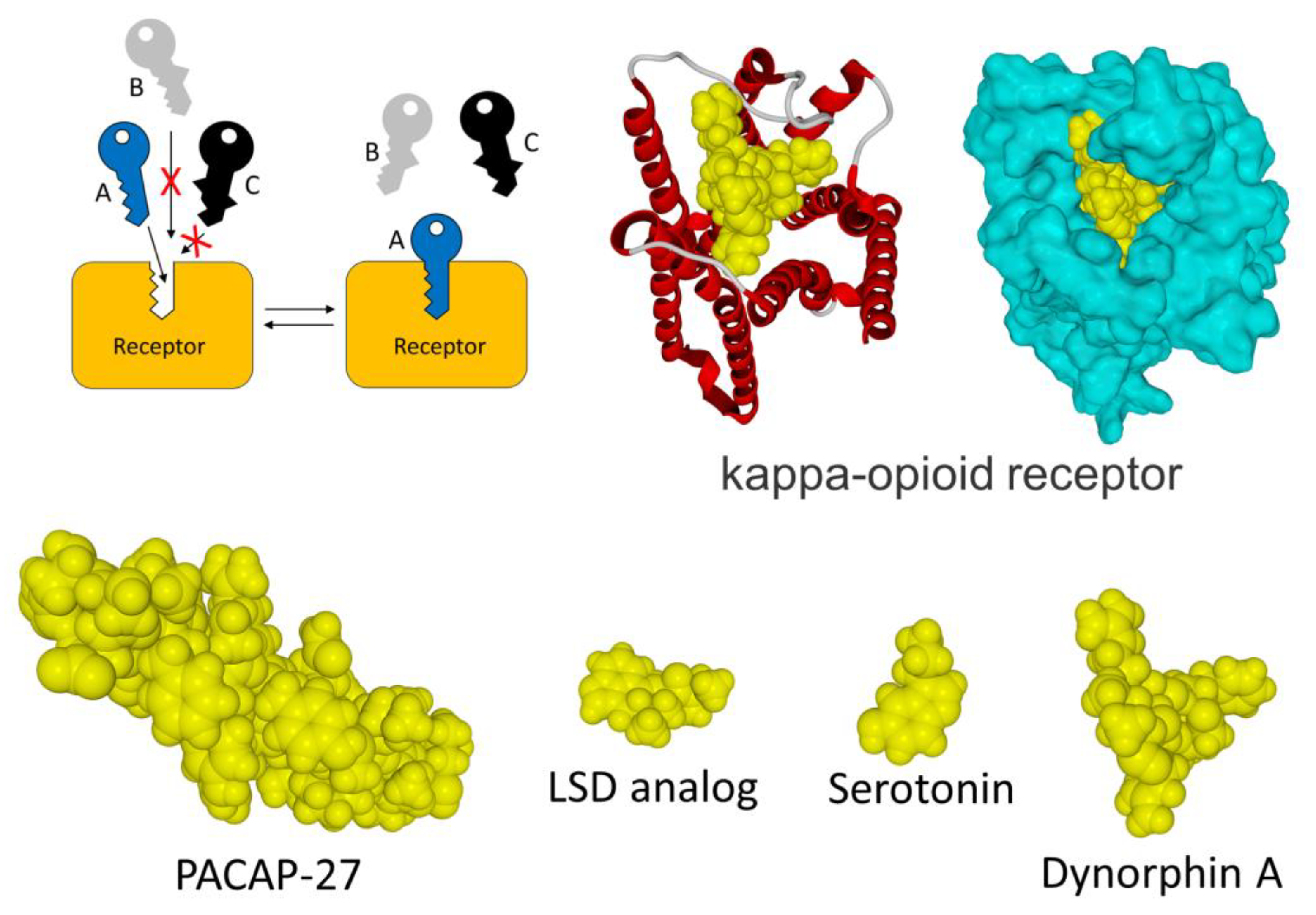 Receptors 03 00006 g001