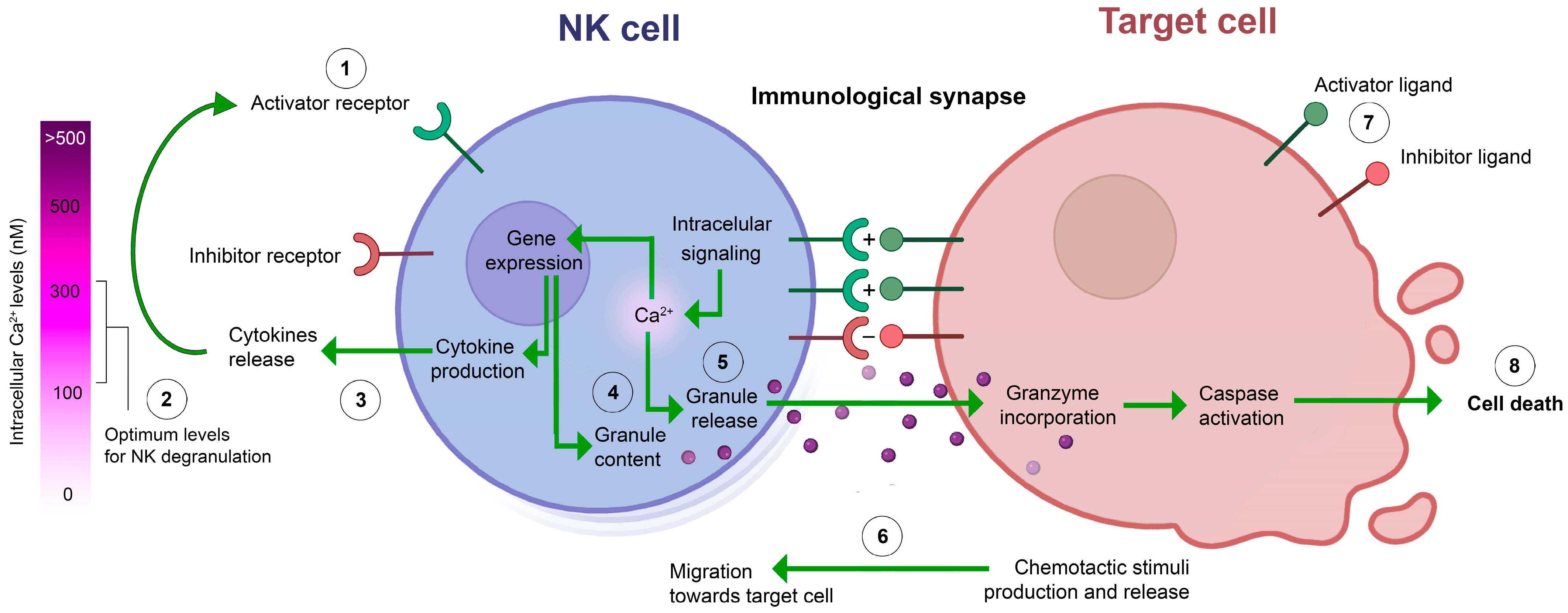 Receptors 03 00007 g005 Receptors 03 00007 g005